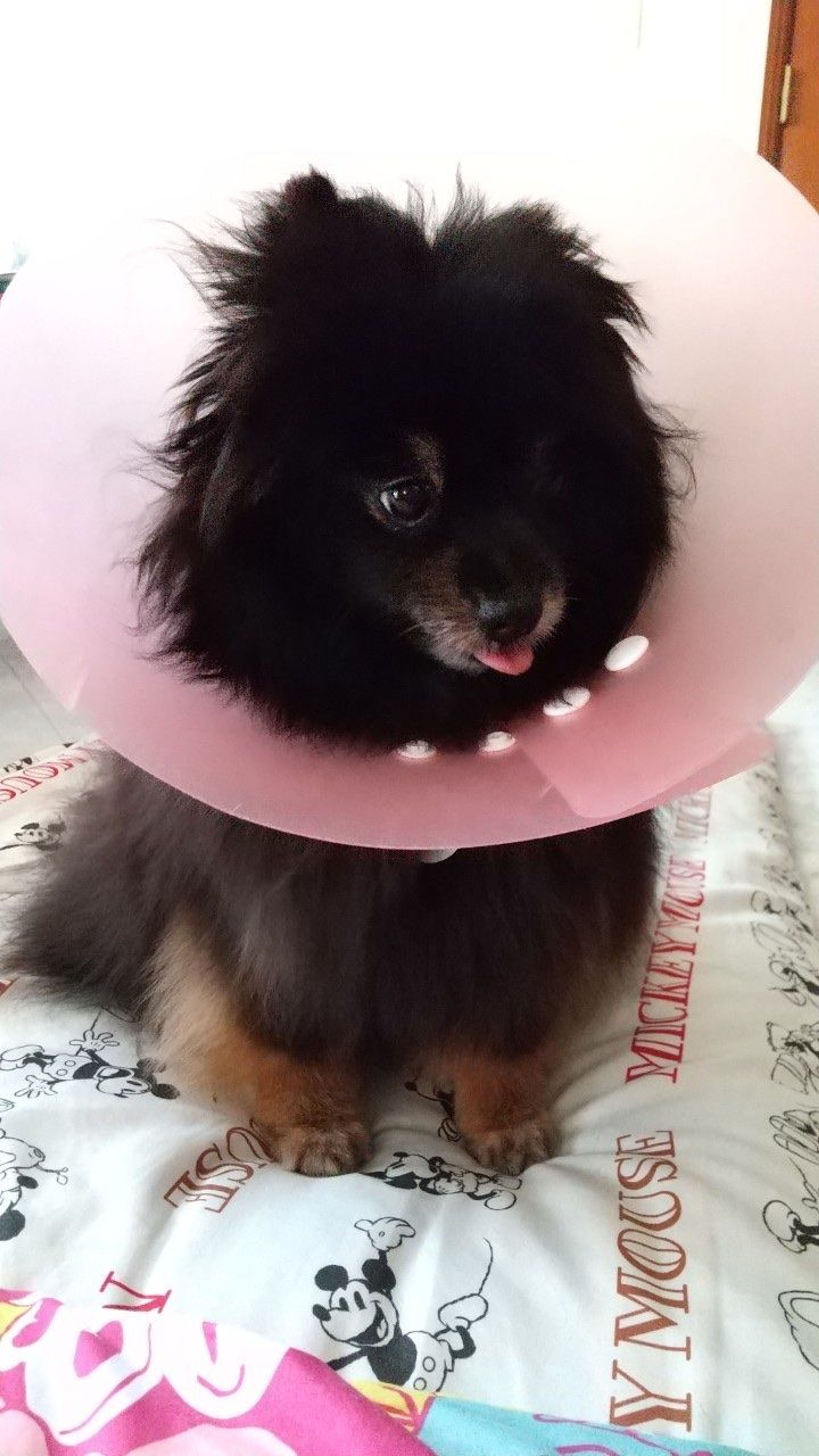 pet-image-10