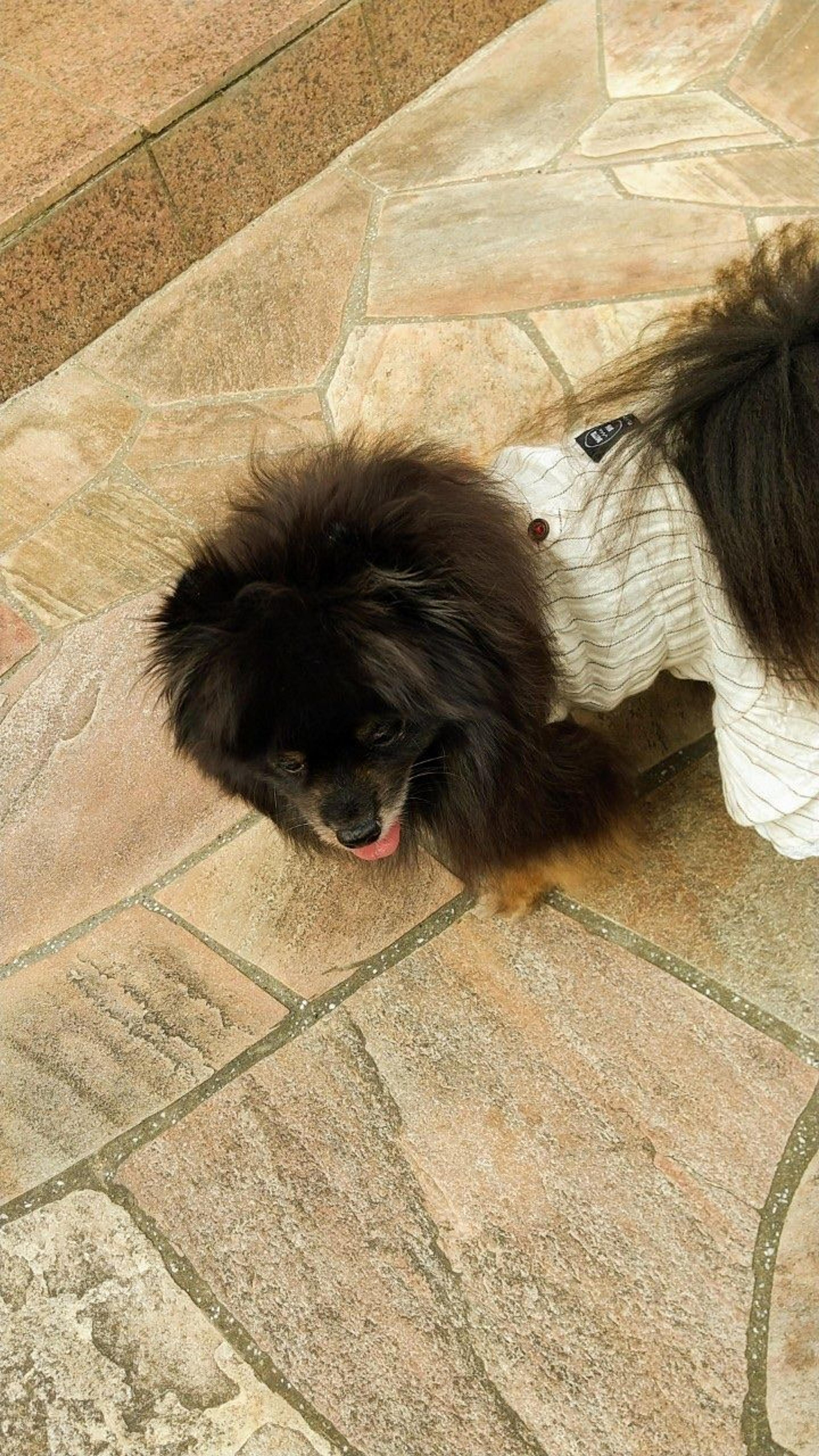pet-image-3