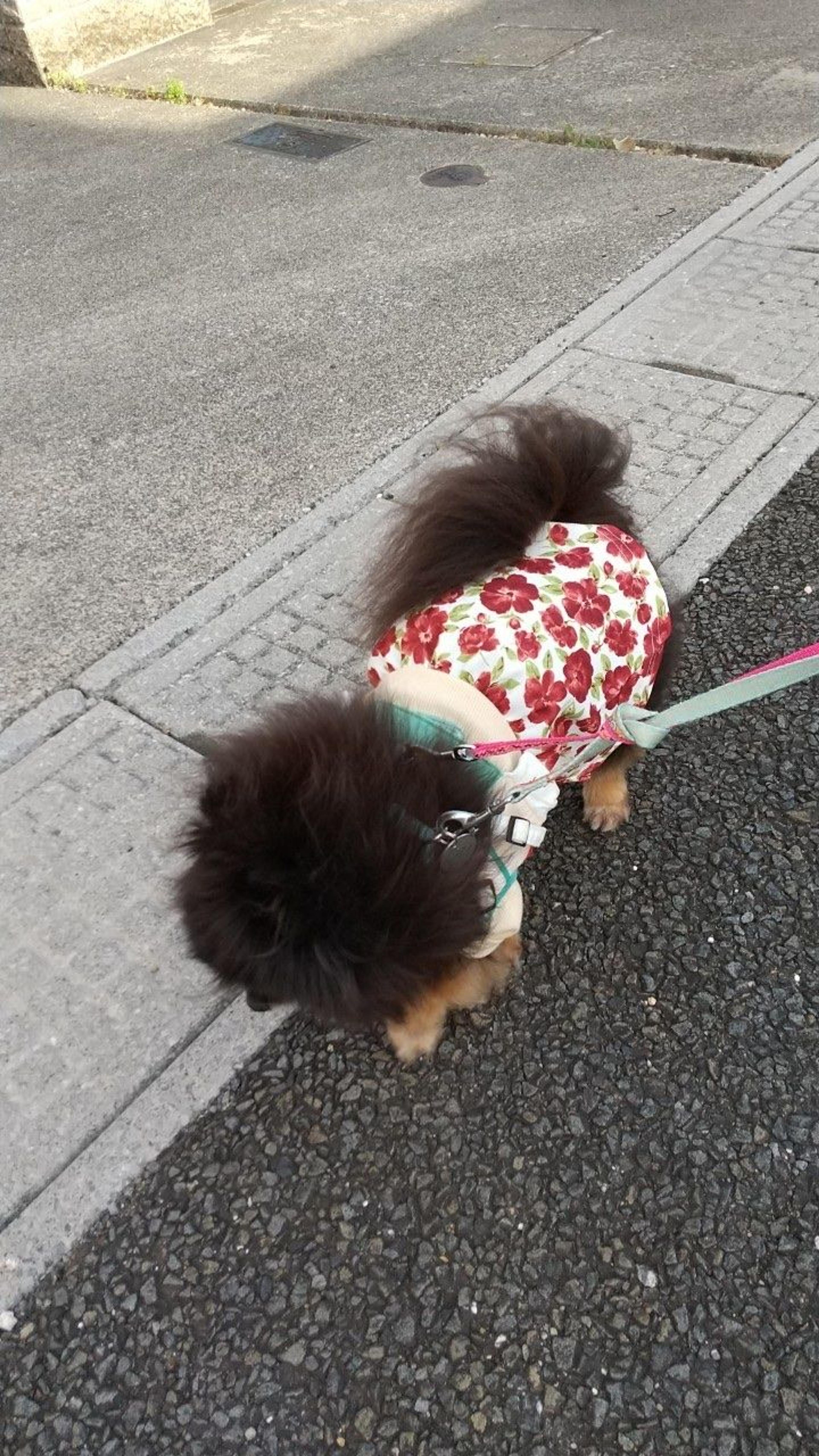 pet-image-5