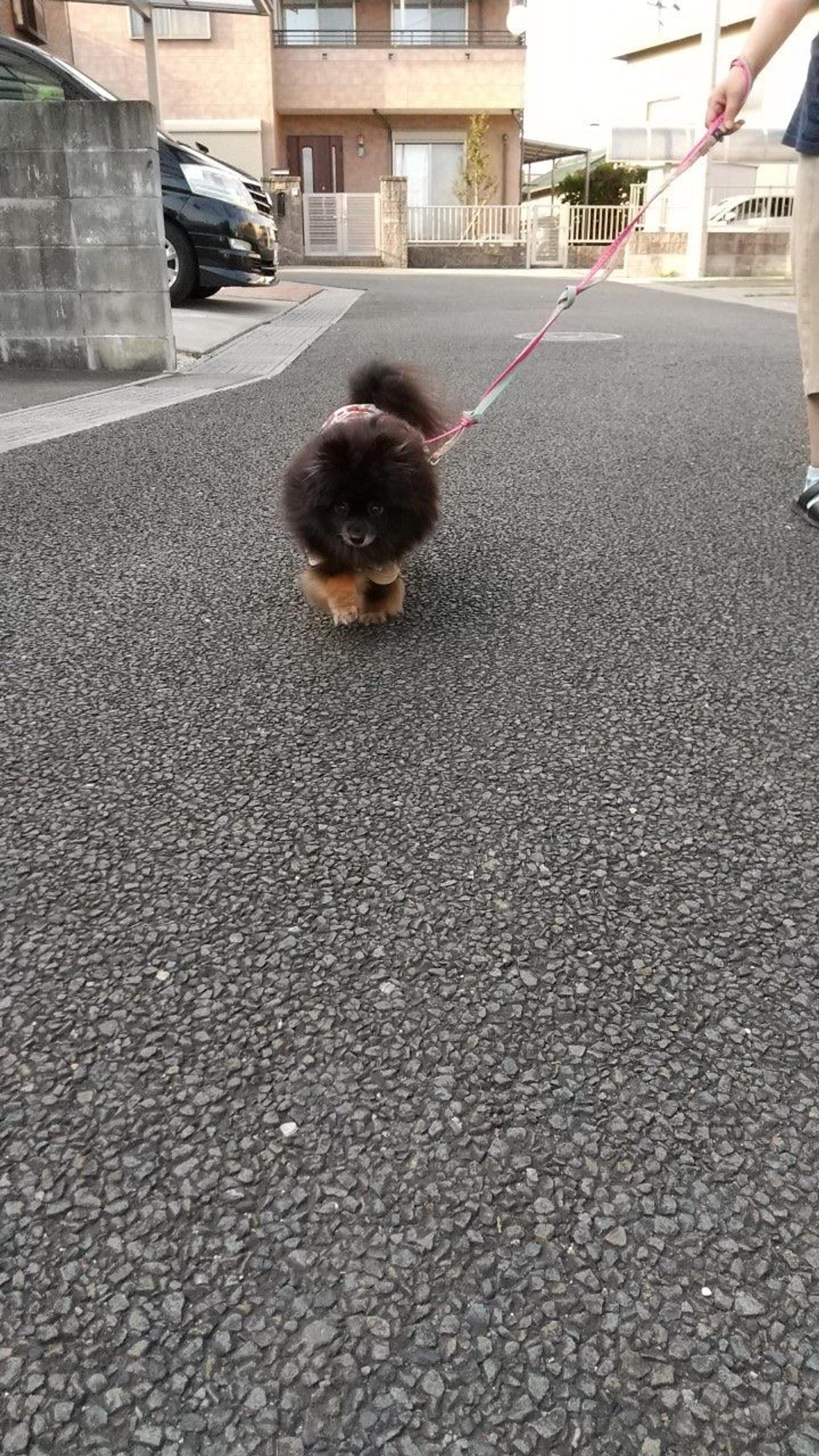 pet-image-7