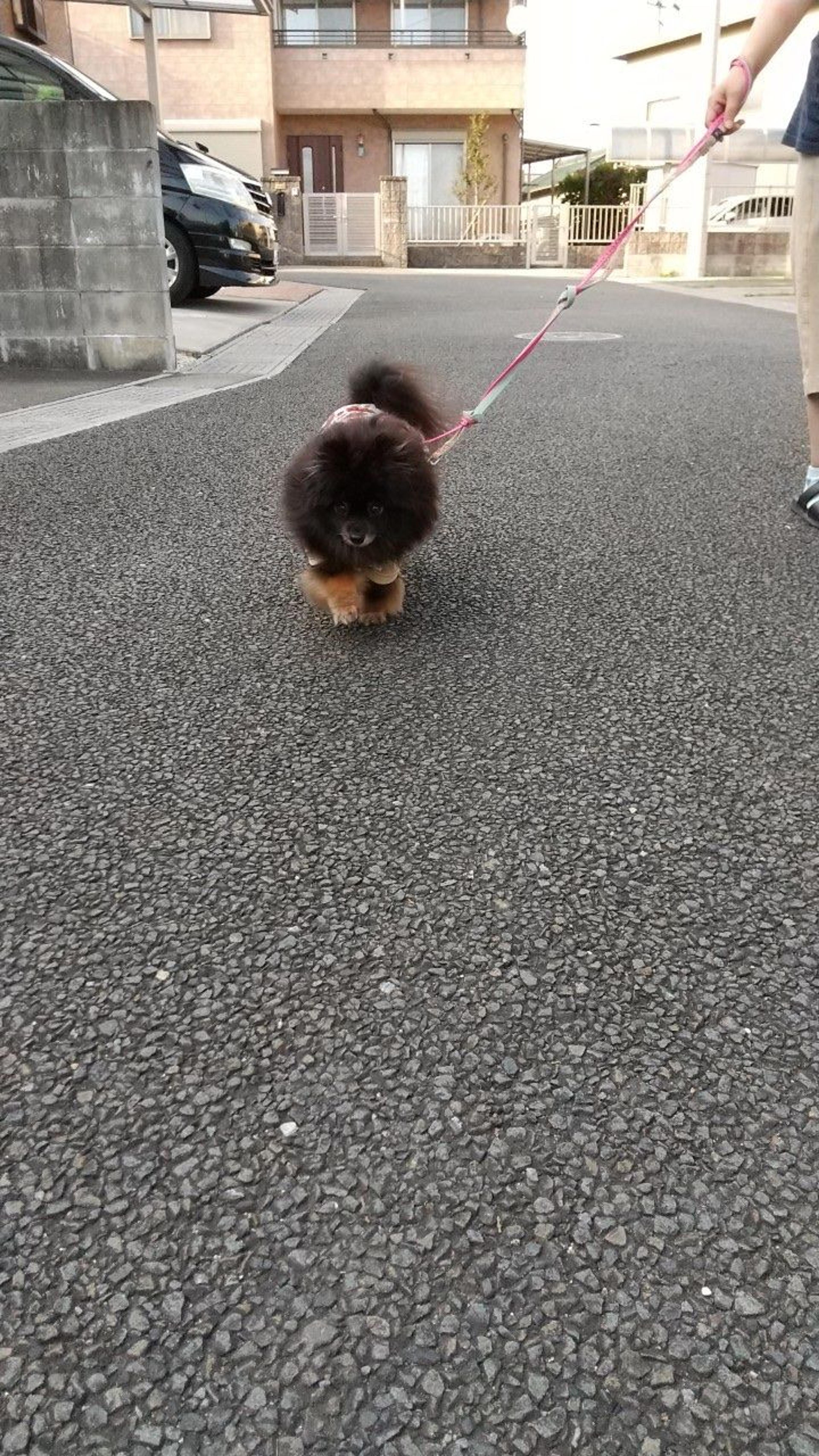 pet-image-7