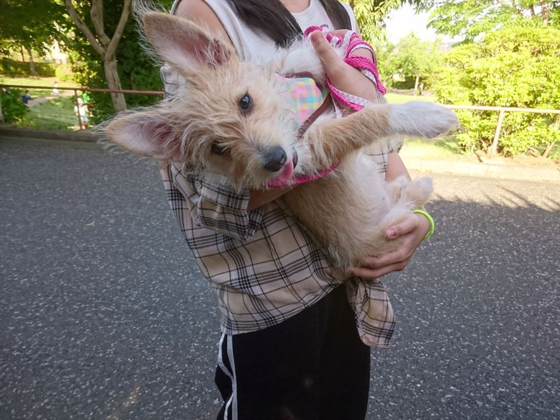 雑種（ミックス犬）・メスの里親募集の写真