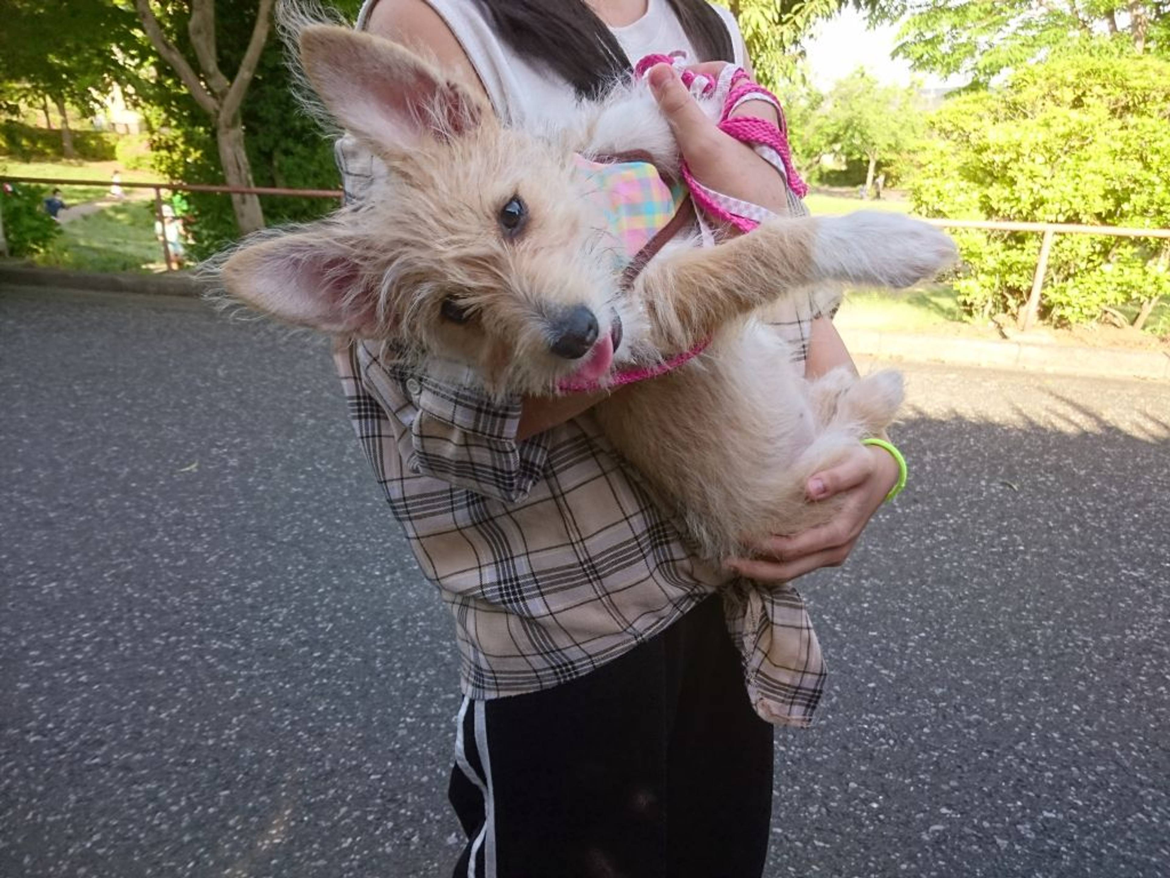 雑種（ミックス犬）・メスの里親募集の写真