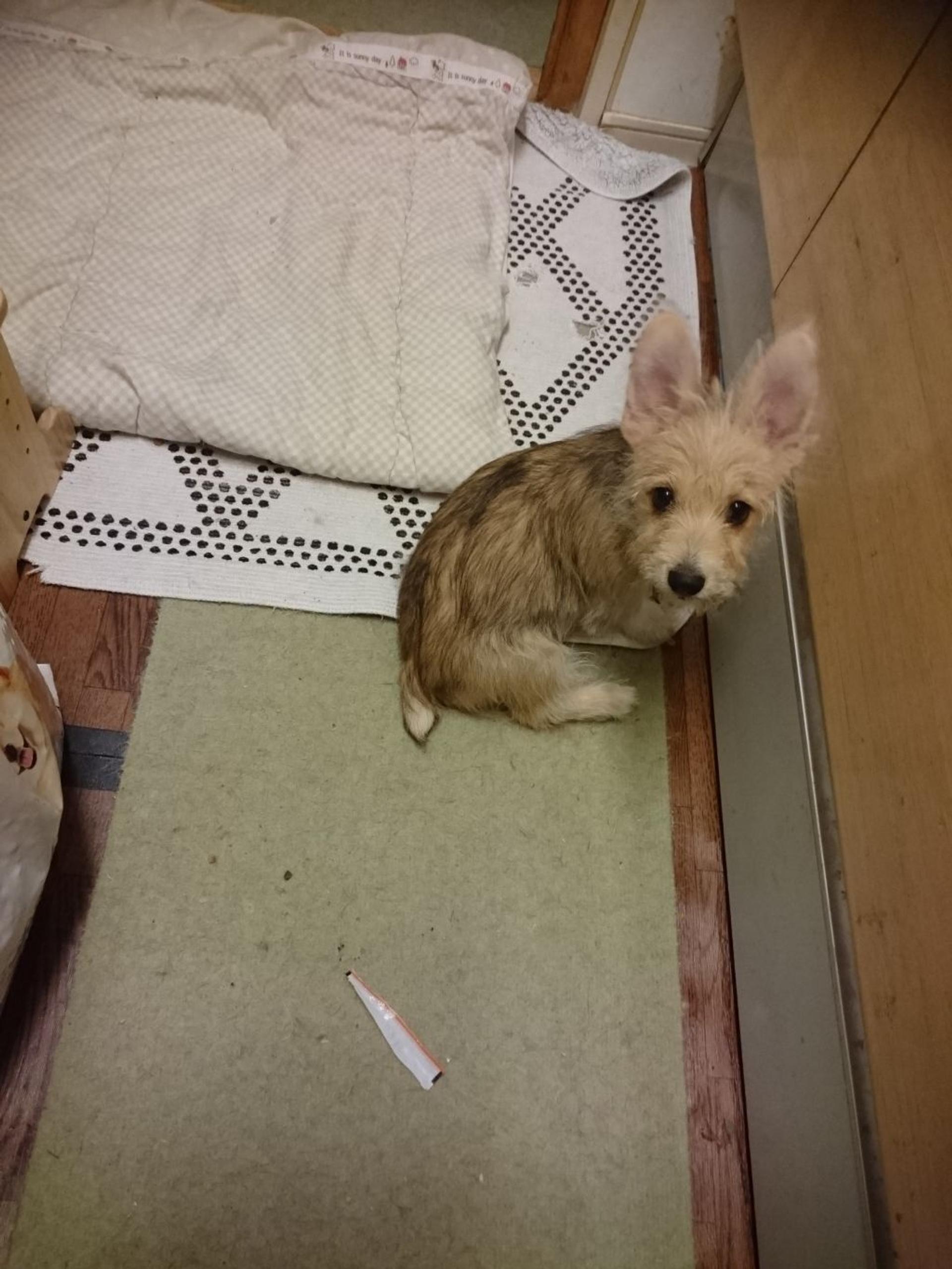 pet-image-2