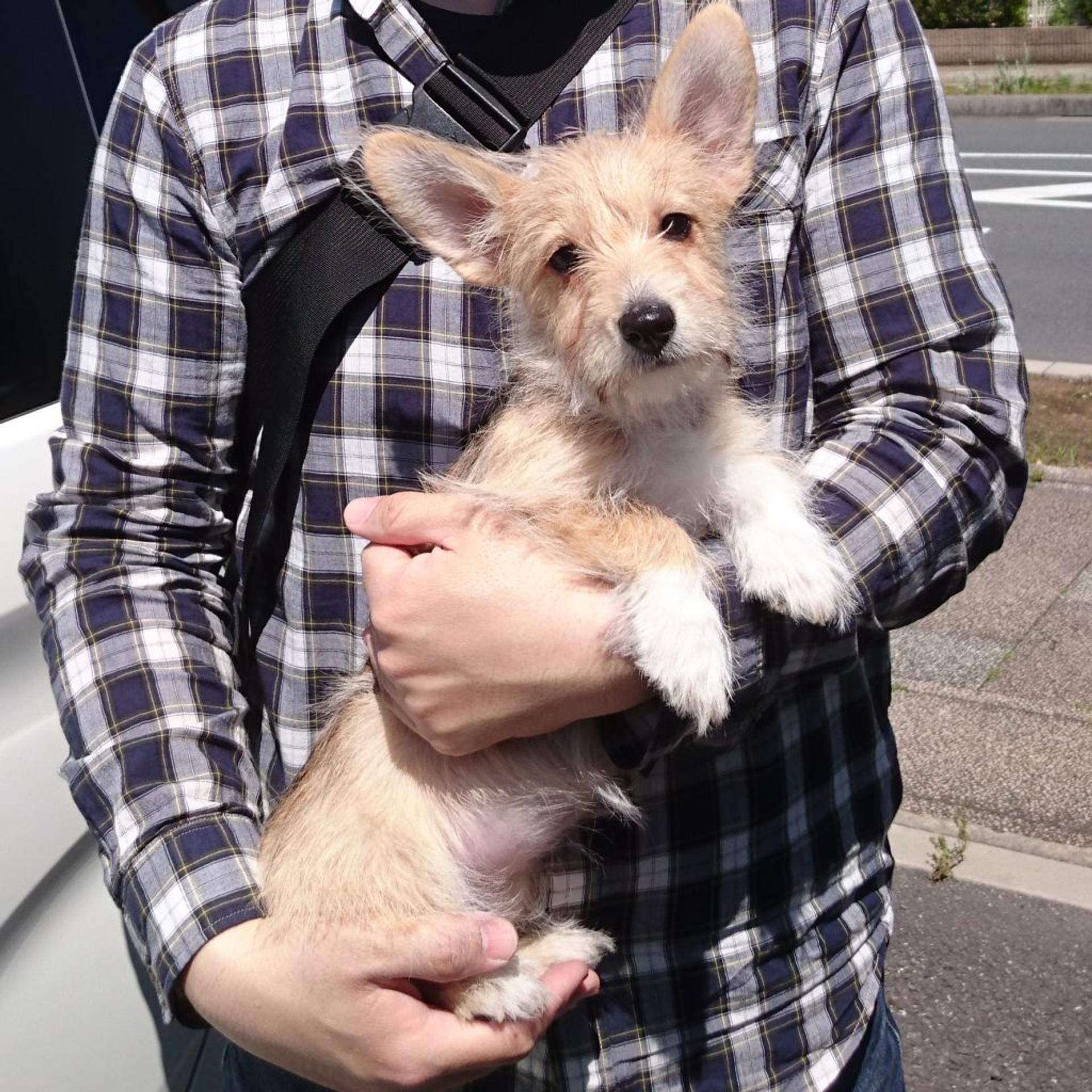 pet-image-3