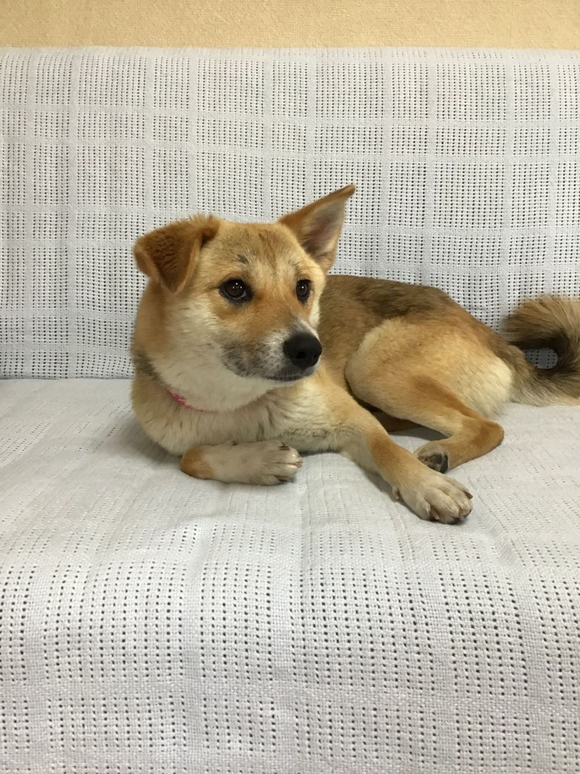 雑種（ミックス犬）・メスの里親募集の写真