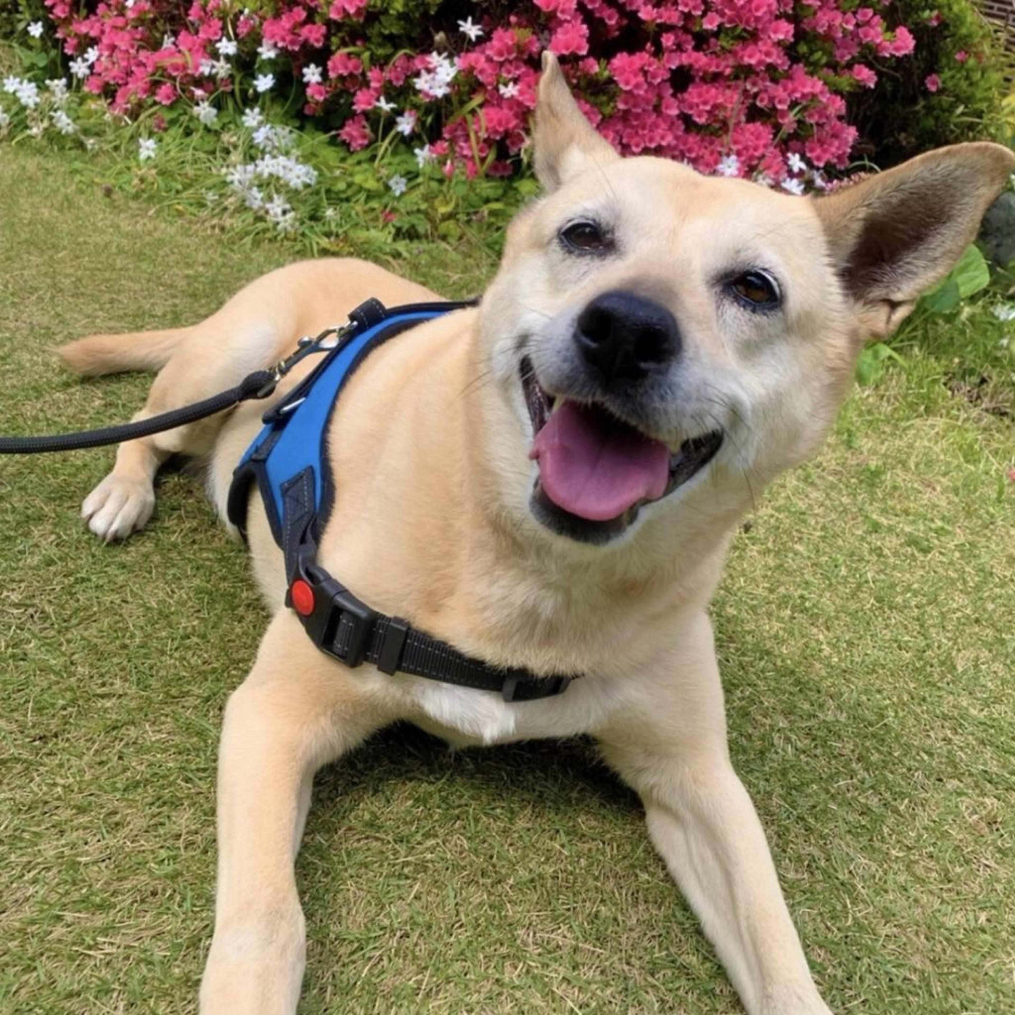 pet-image-2
