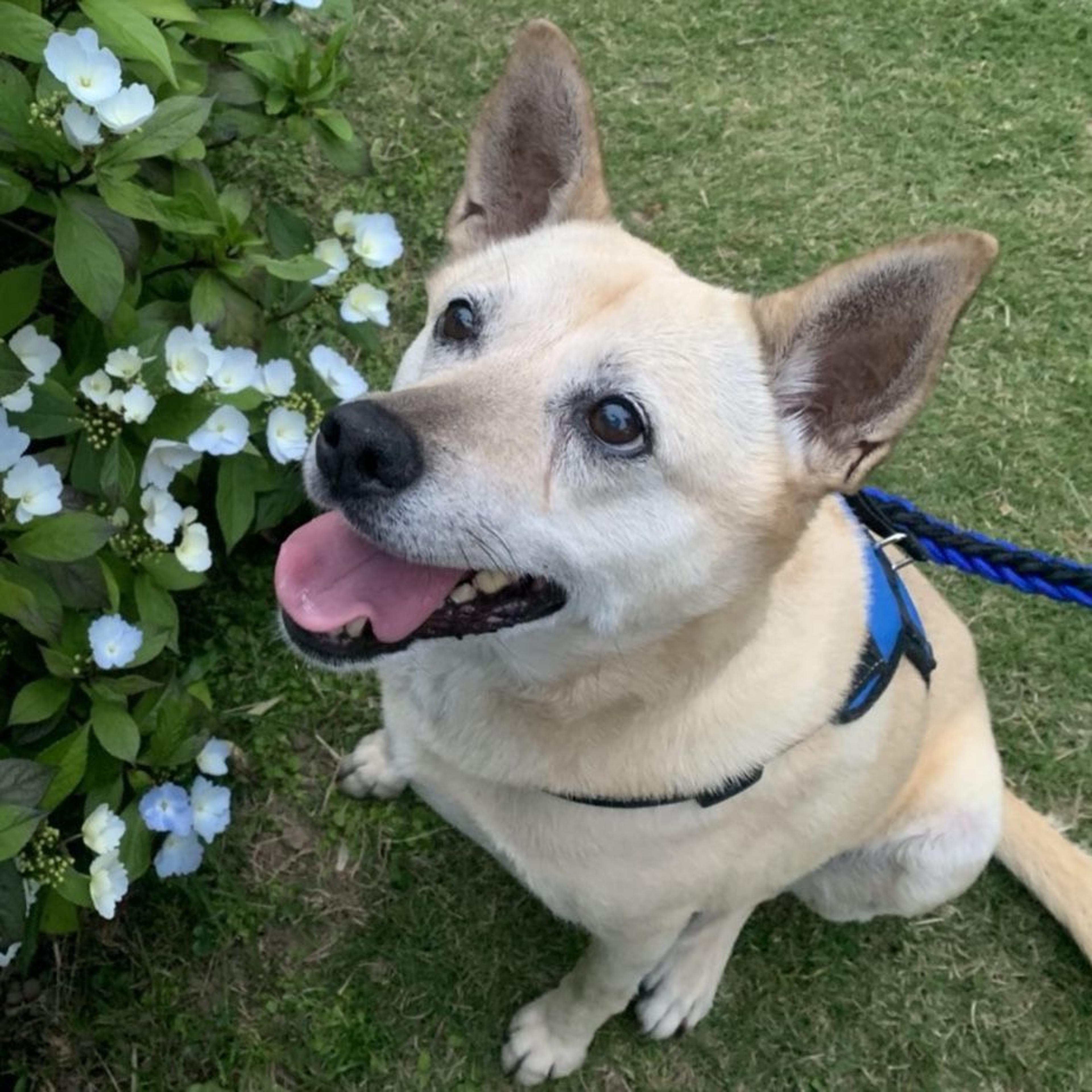 pet-image-5