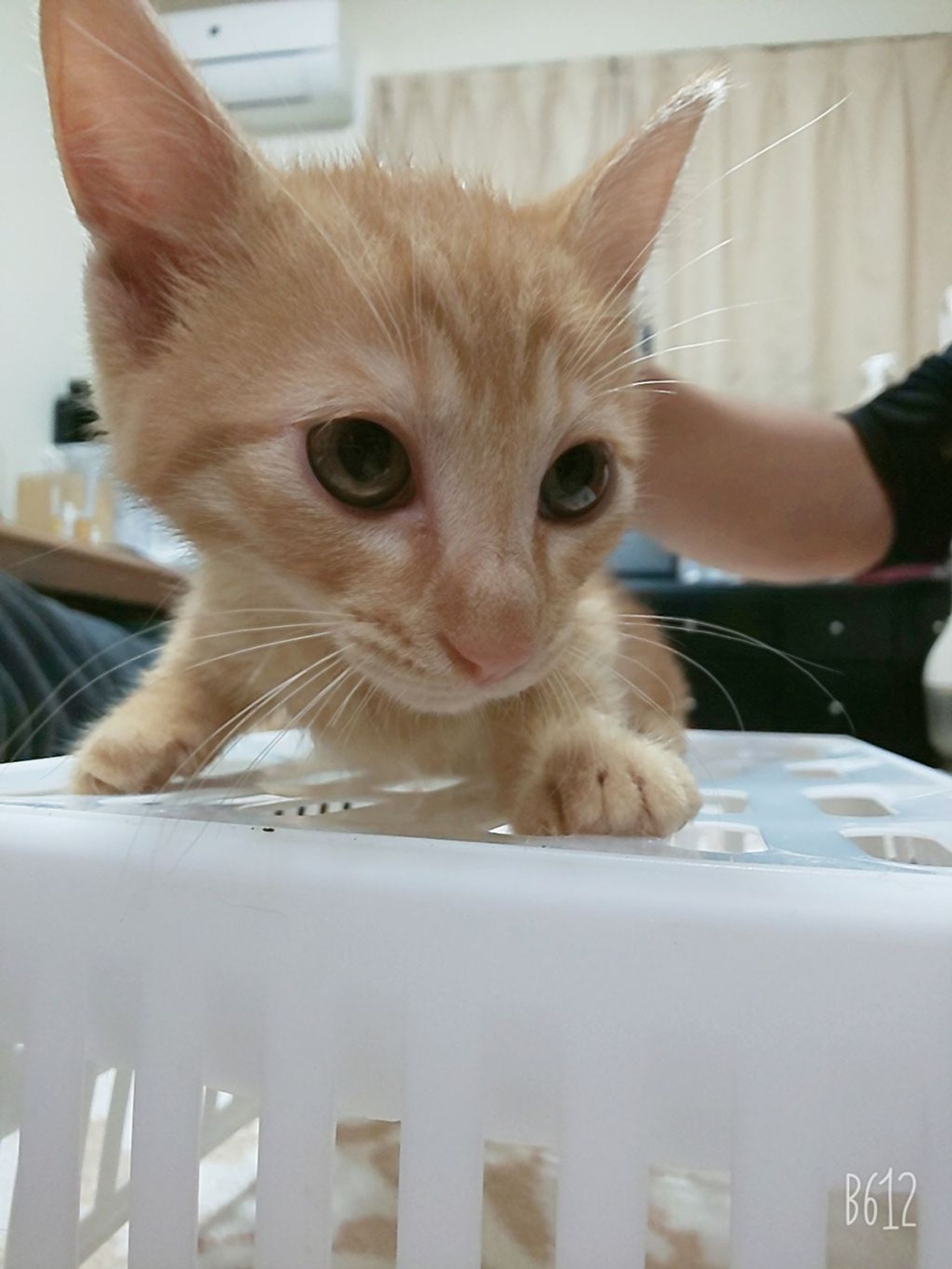 雑種（ミックス猫）・オスの里親募集の写真