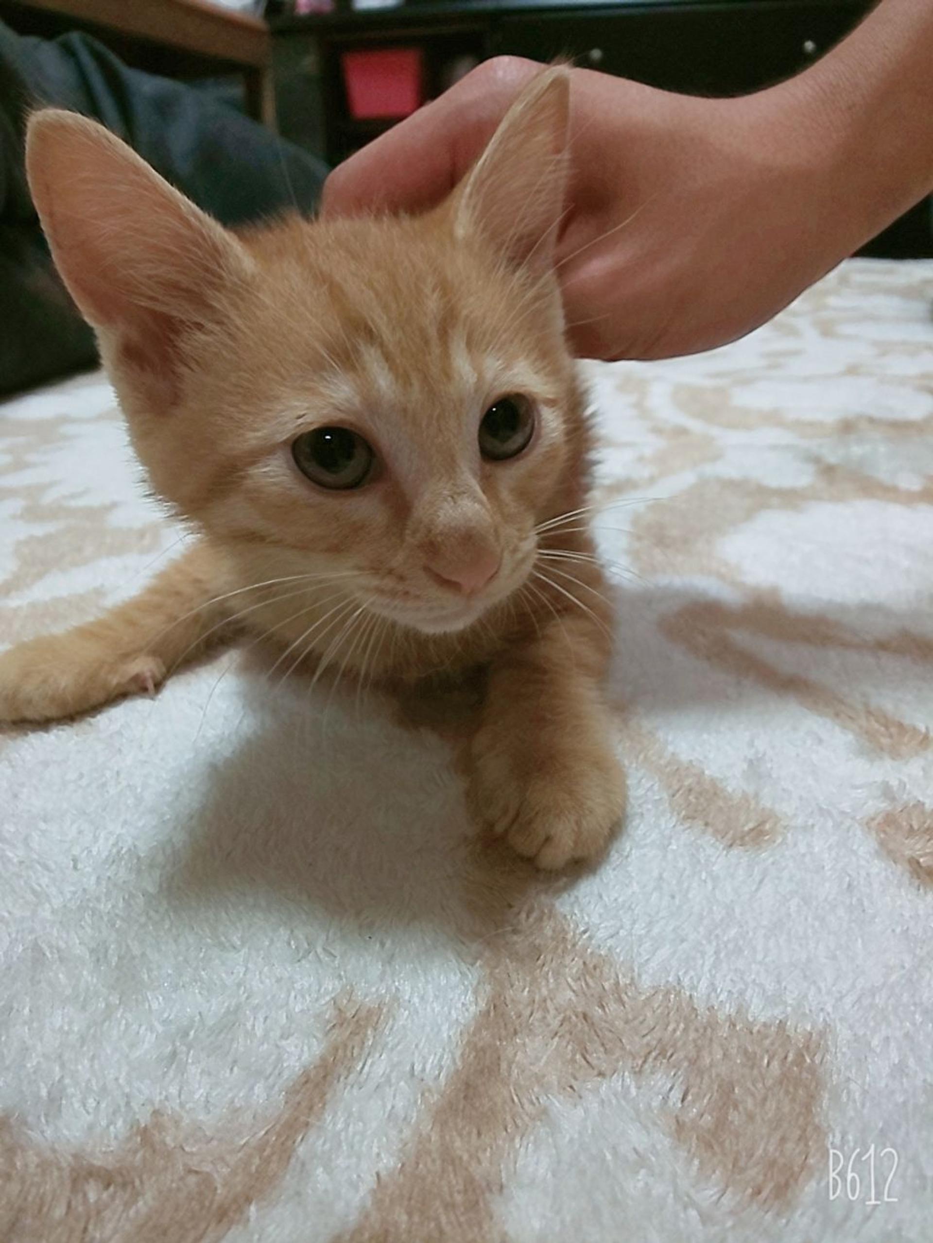 pet-image-3
