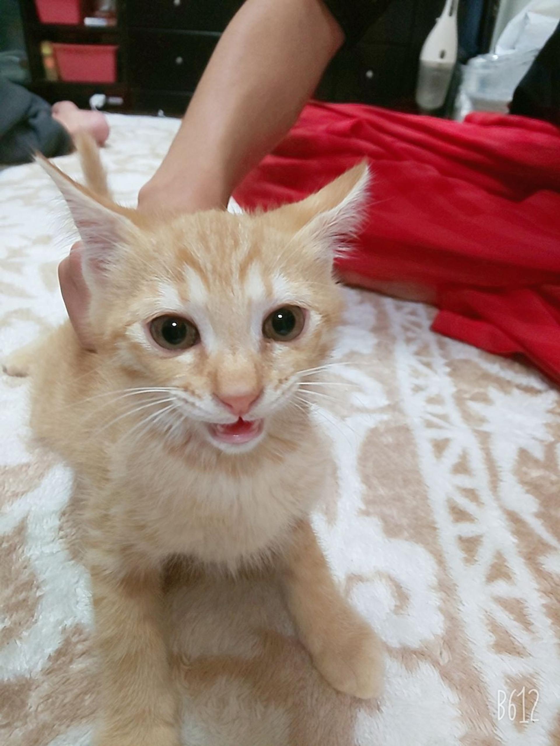 pet-image-2