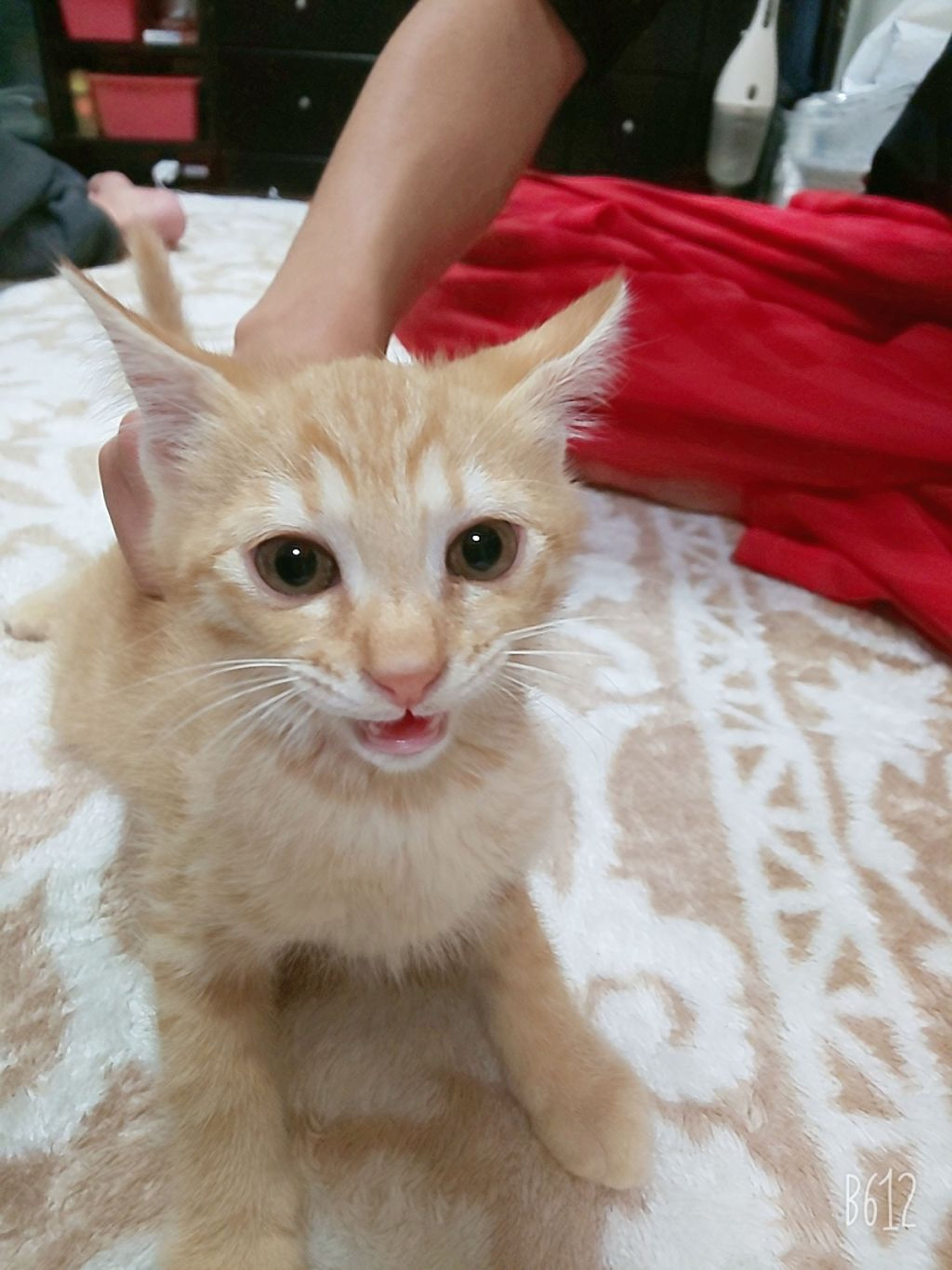 pet-image-2
