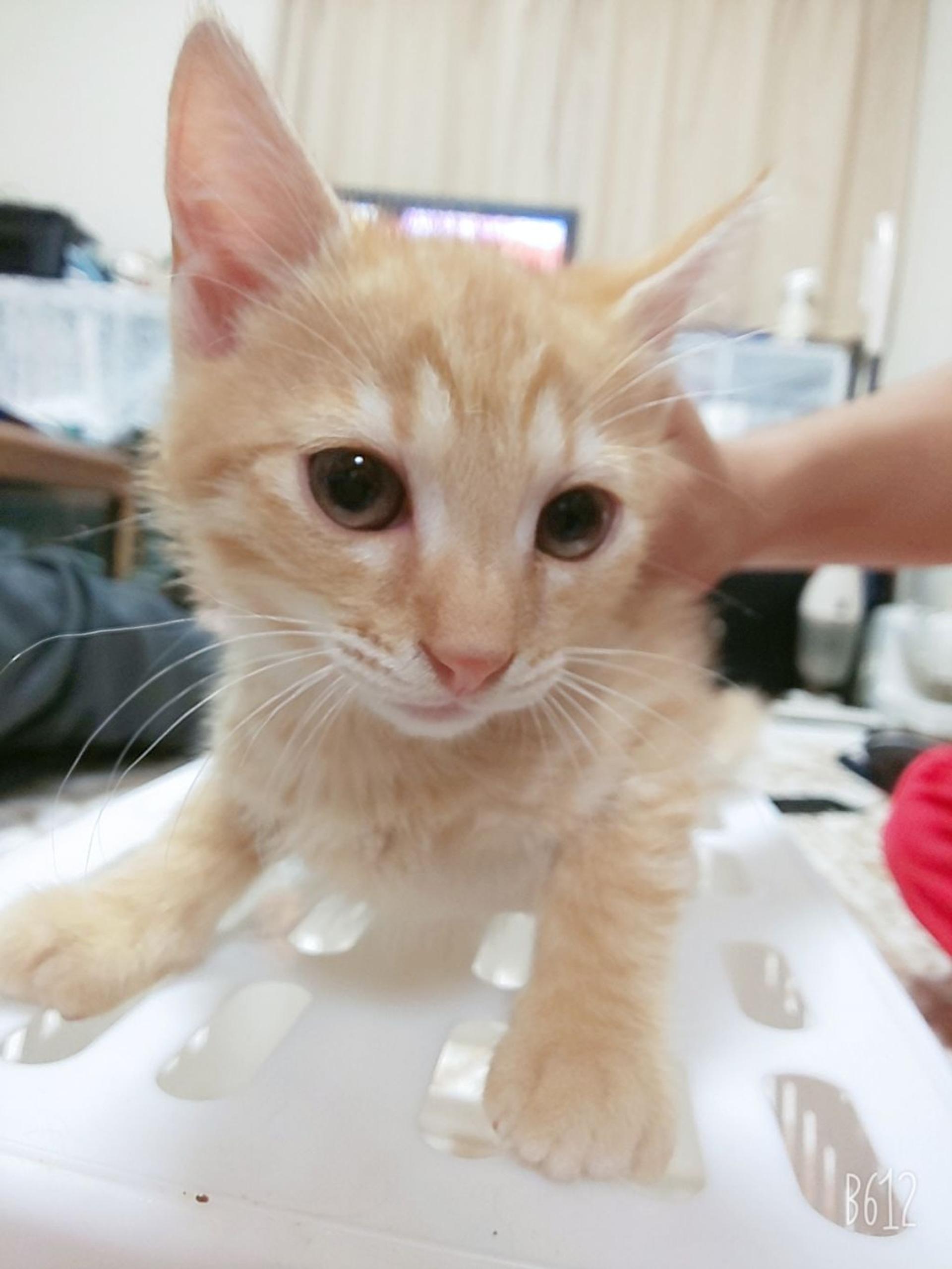 pet-image-4