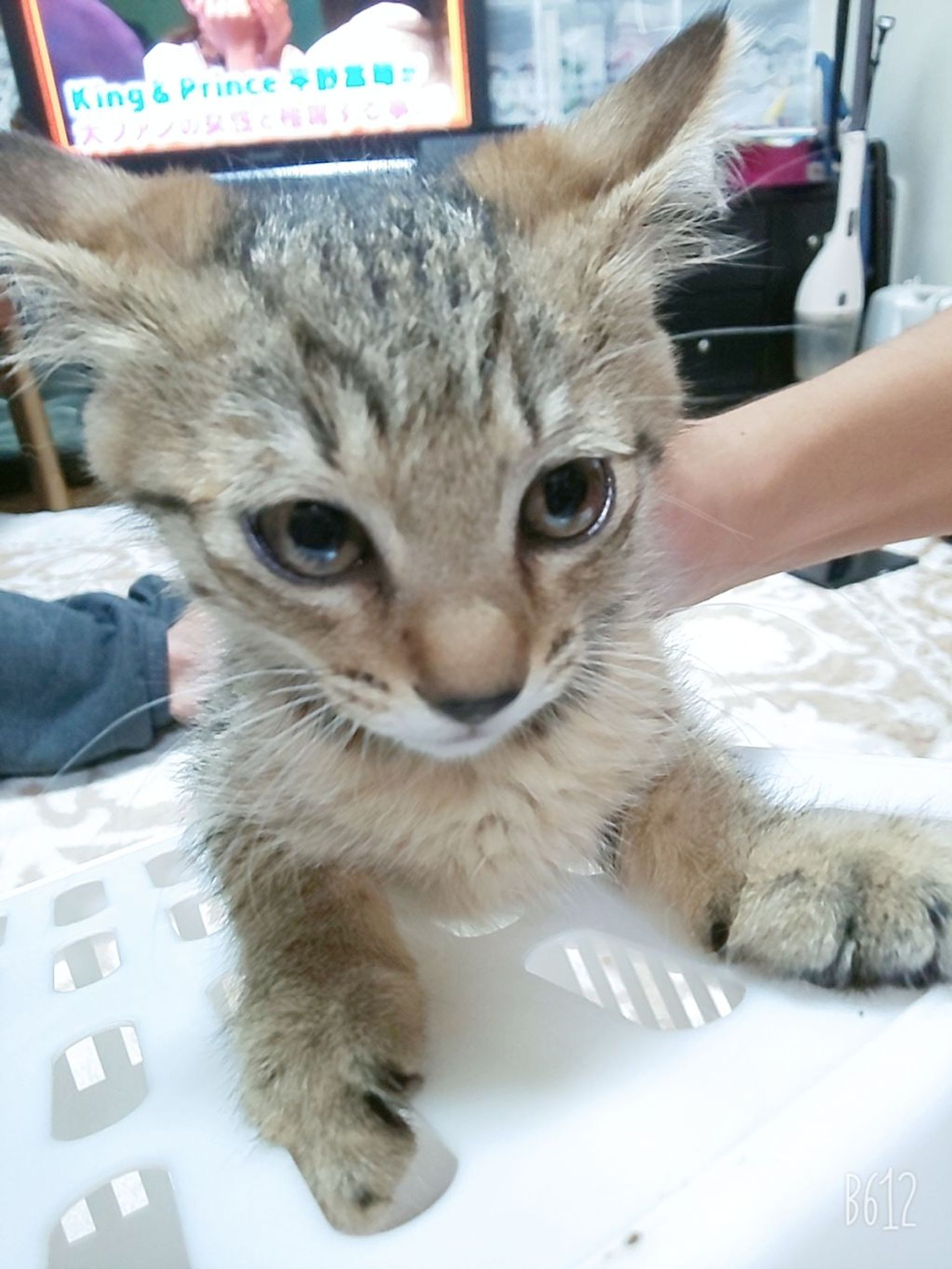 雑種（ミックス猫）・メスの里親募集の写真