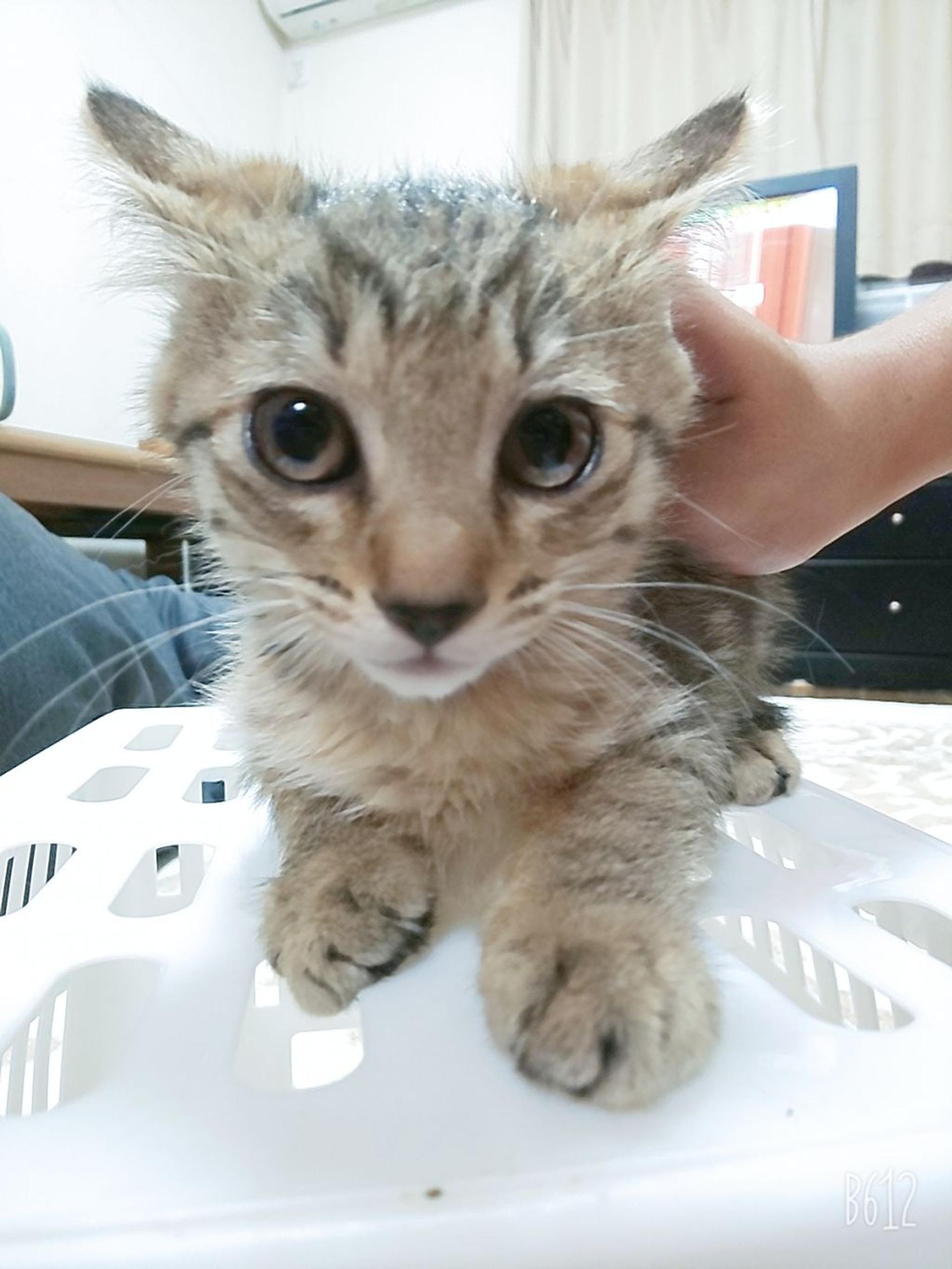 pet-image-2