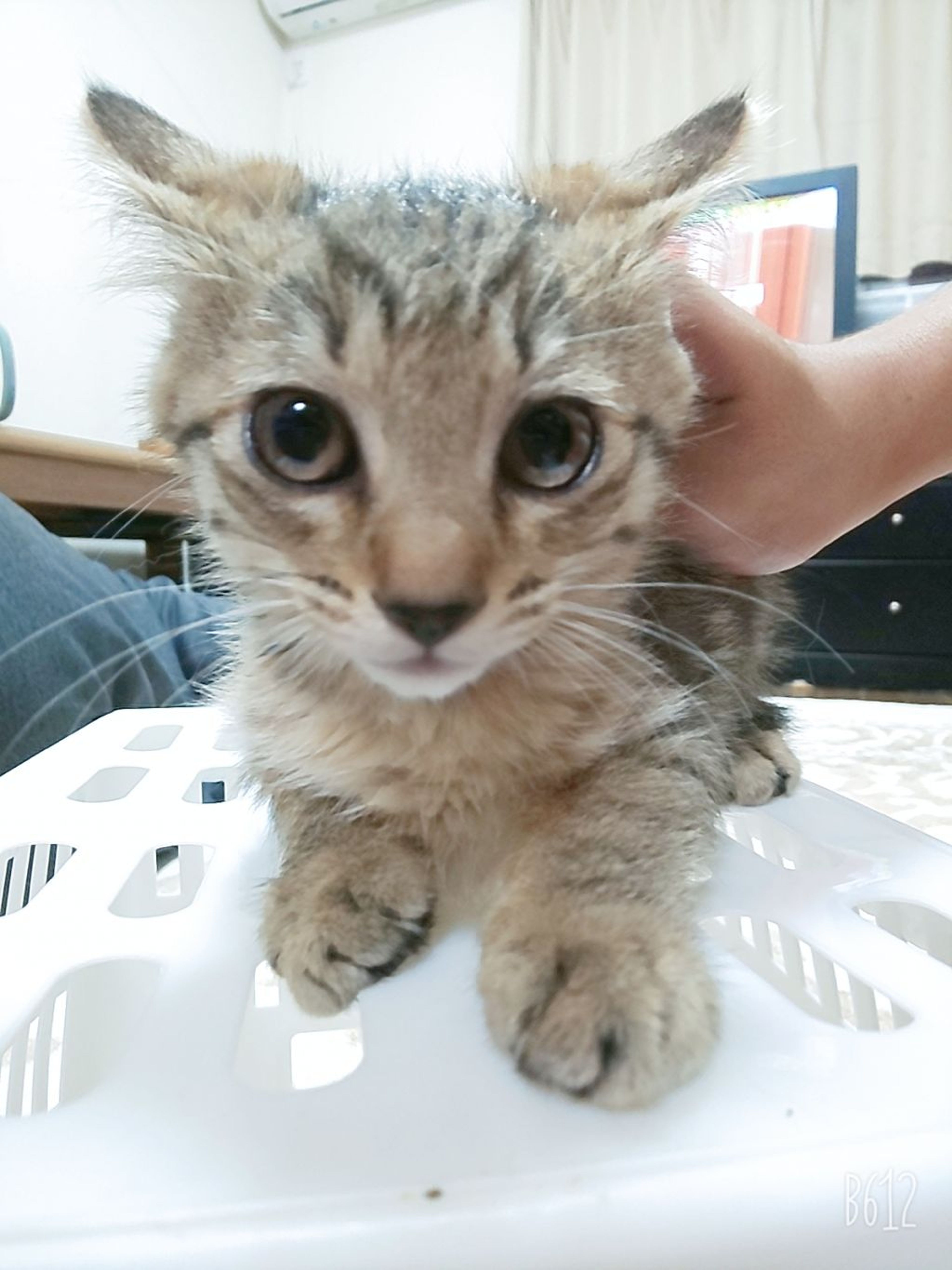 pet-image-2