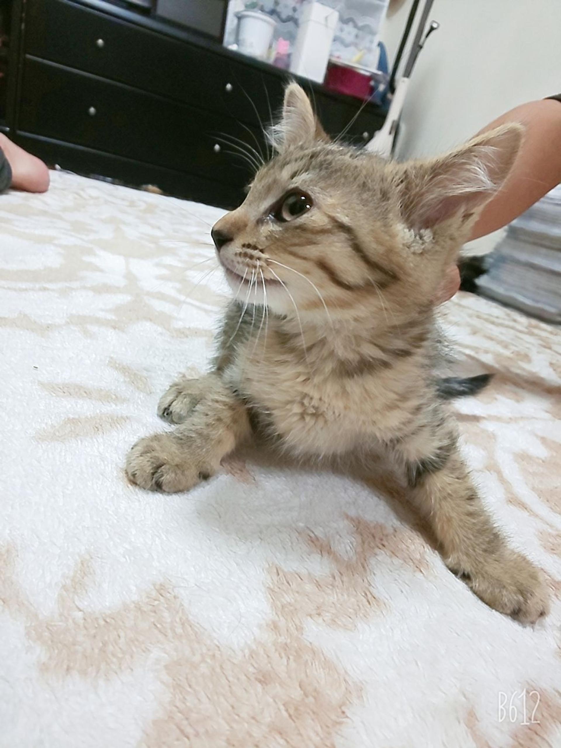 pet-image-6