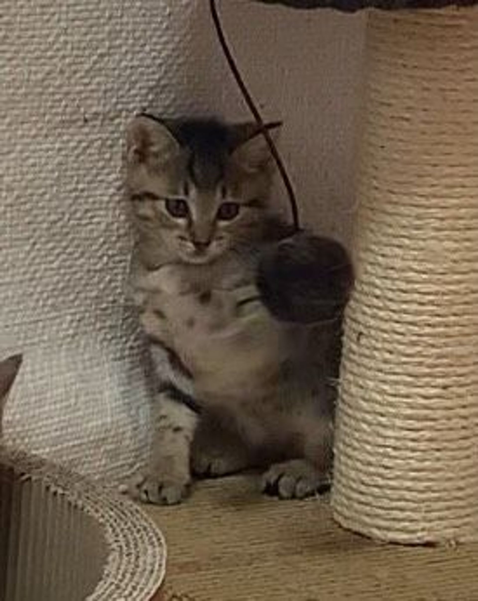 雑種（ミックス猫）・オスの里親募集の写真