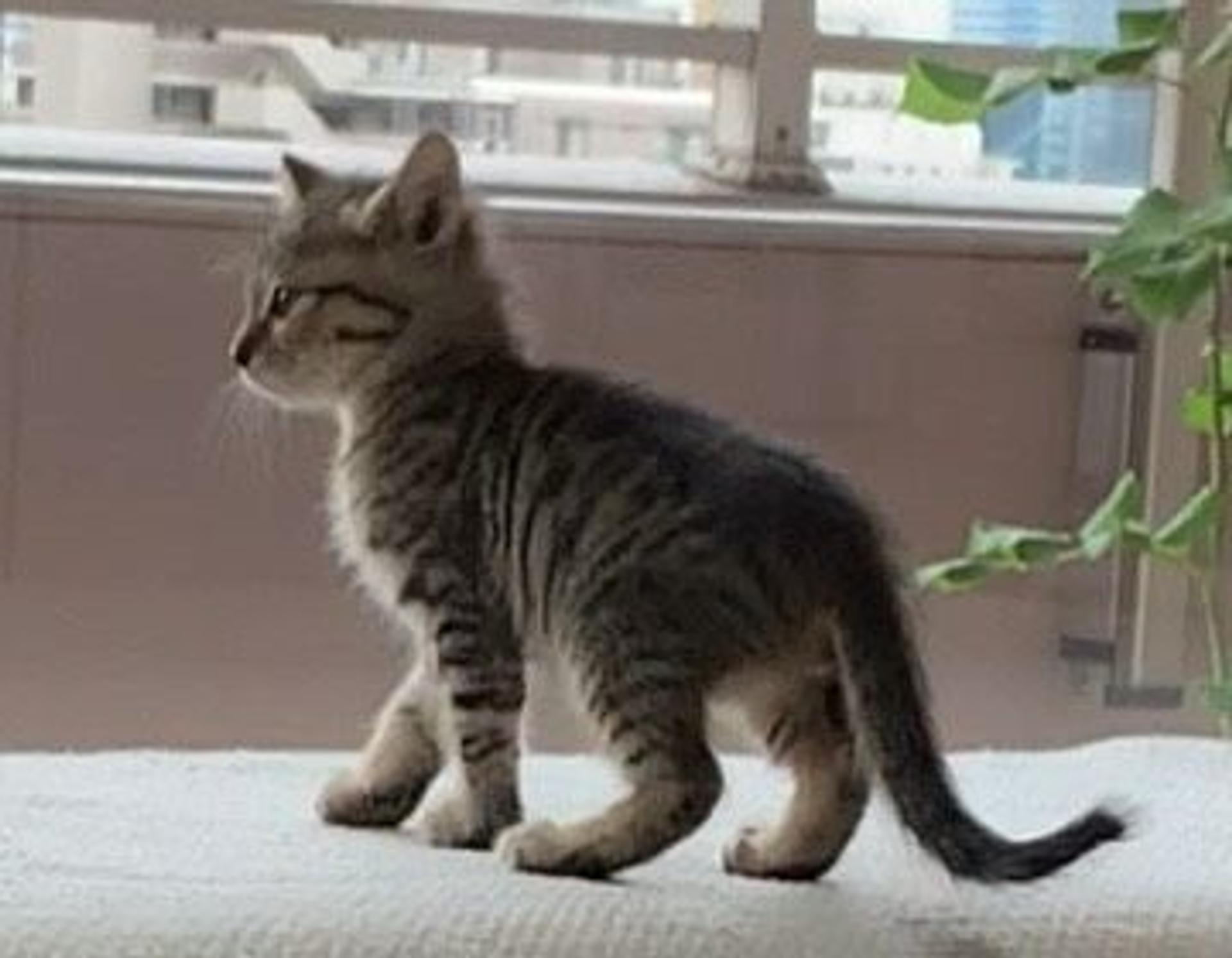 pet-image-2