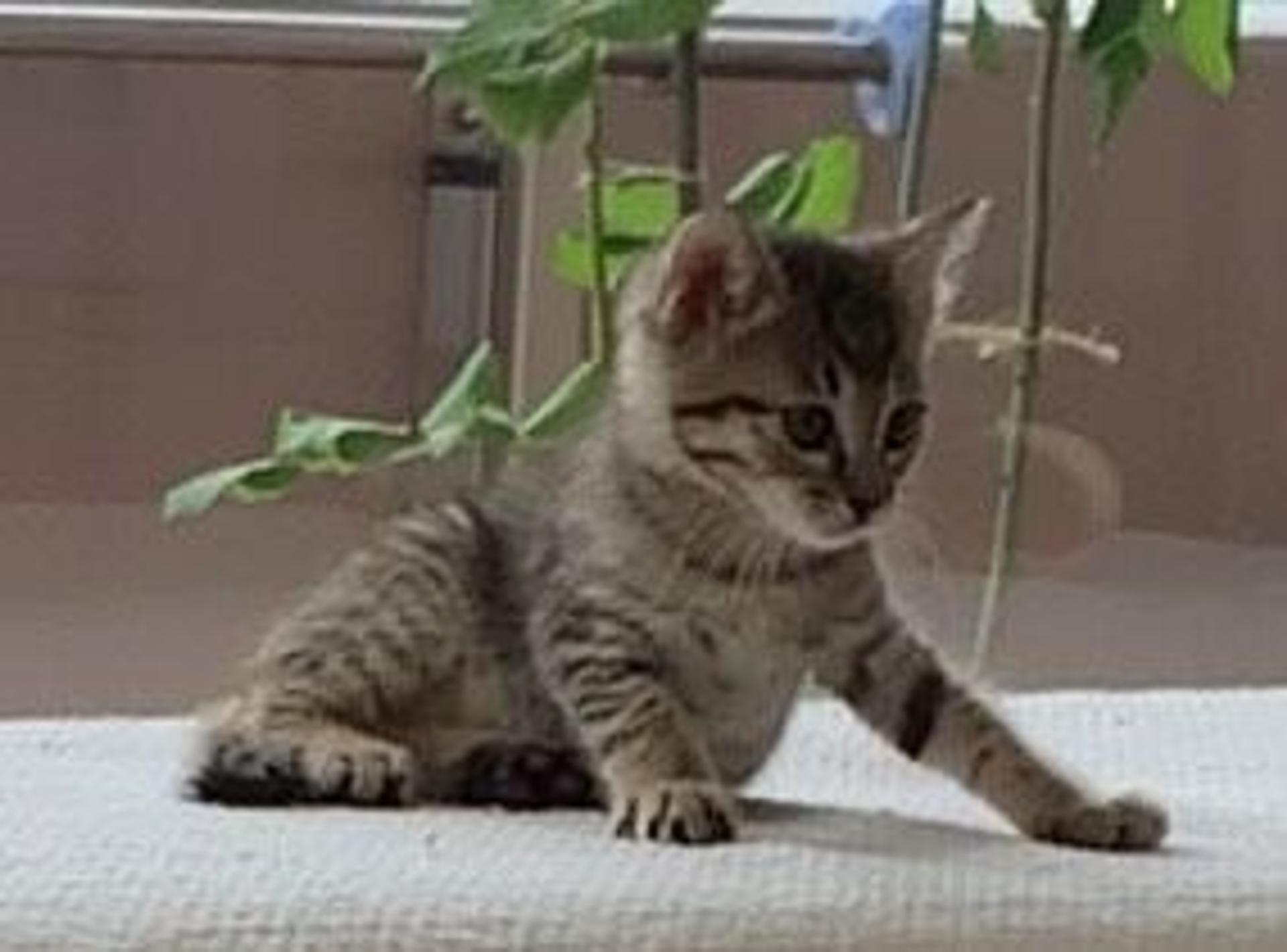 pet-image-3