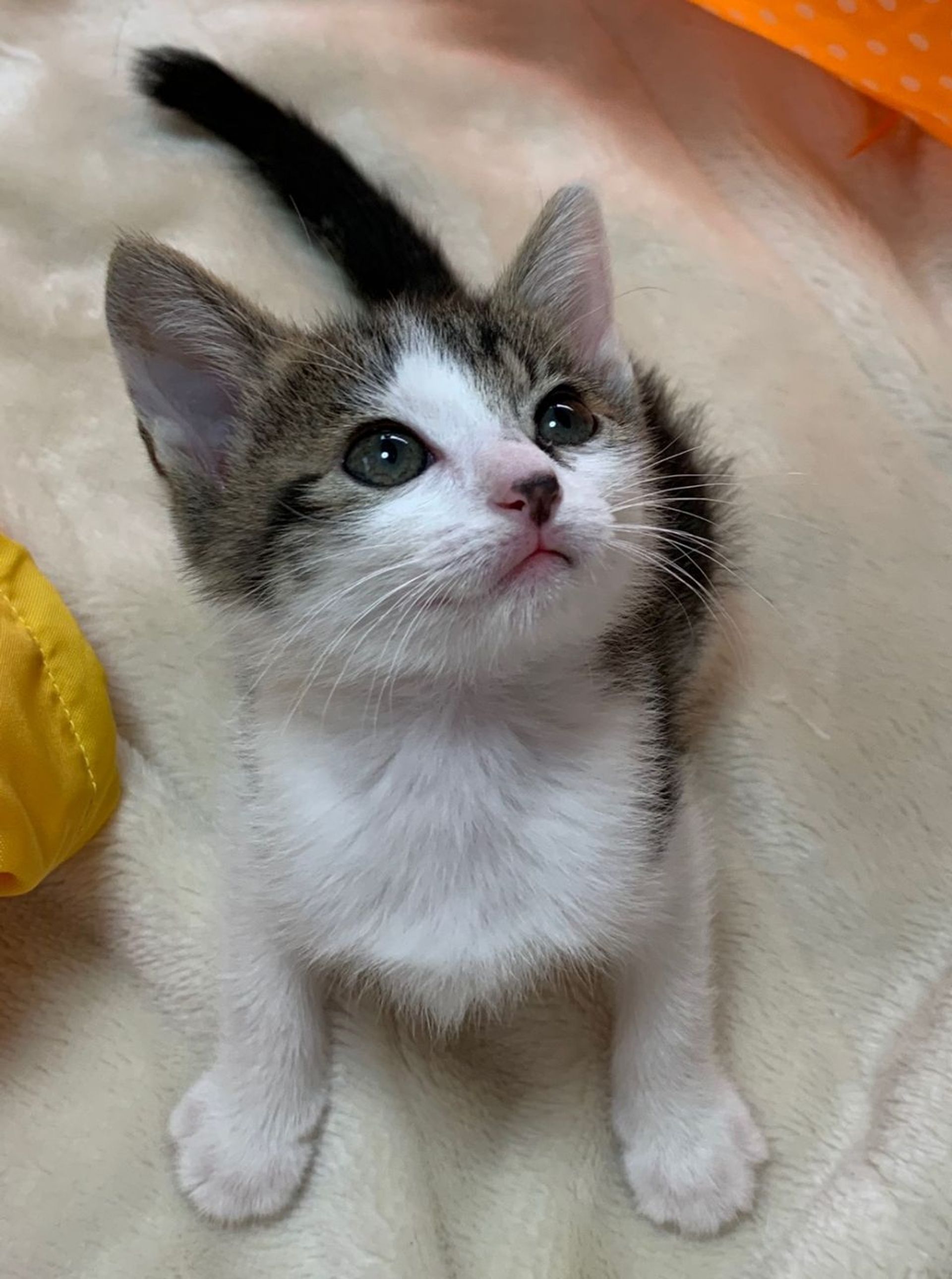 雑種（ミックス猫）・オスの里親募集の写真