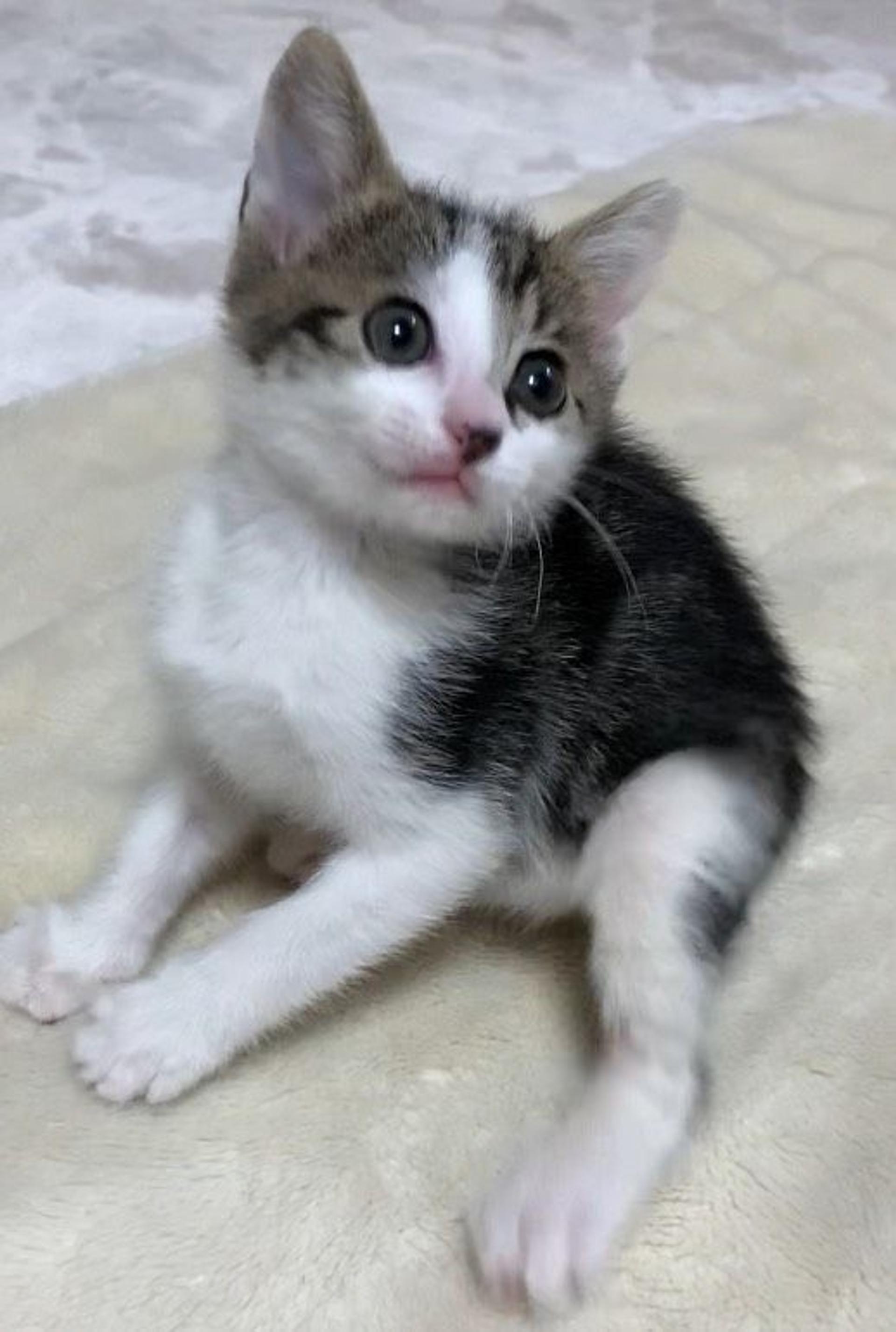 pet-image-2