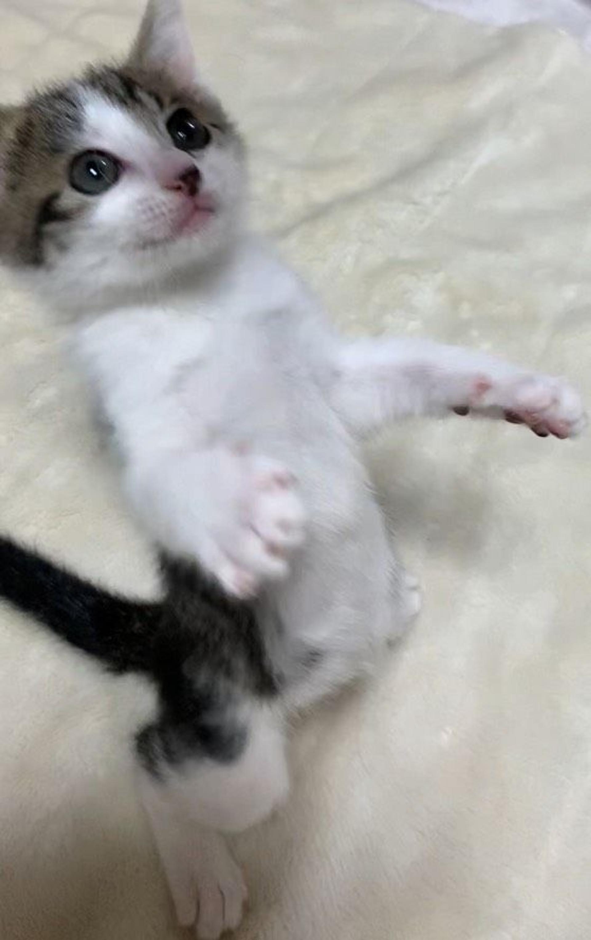 pet-image-3