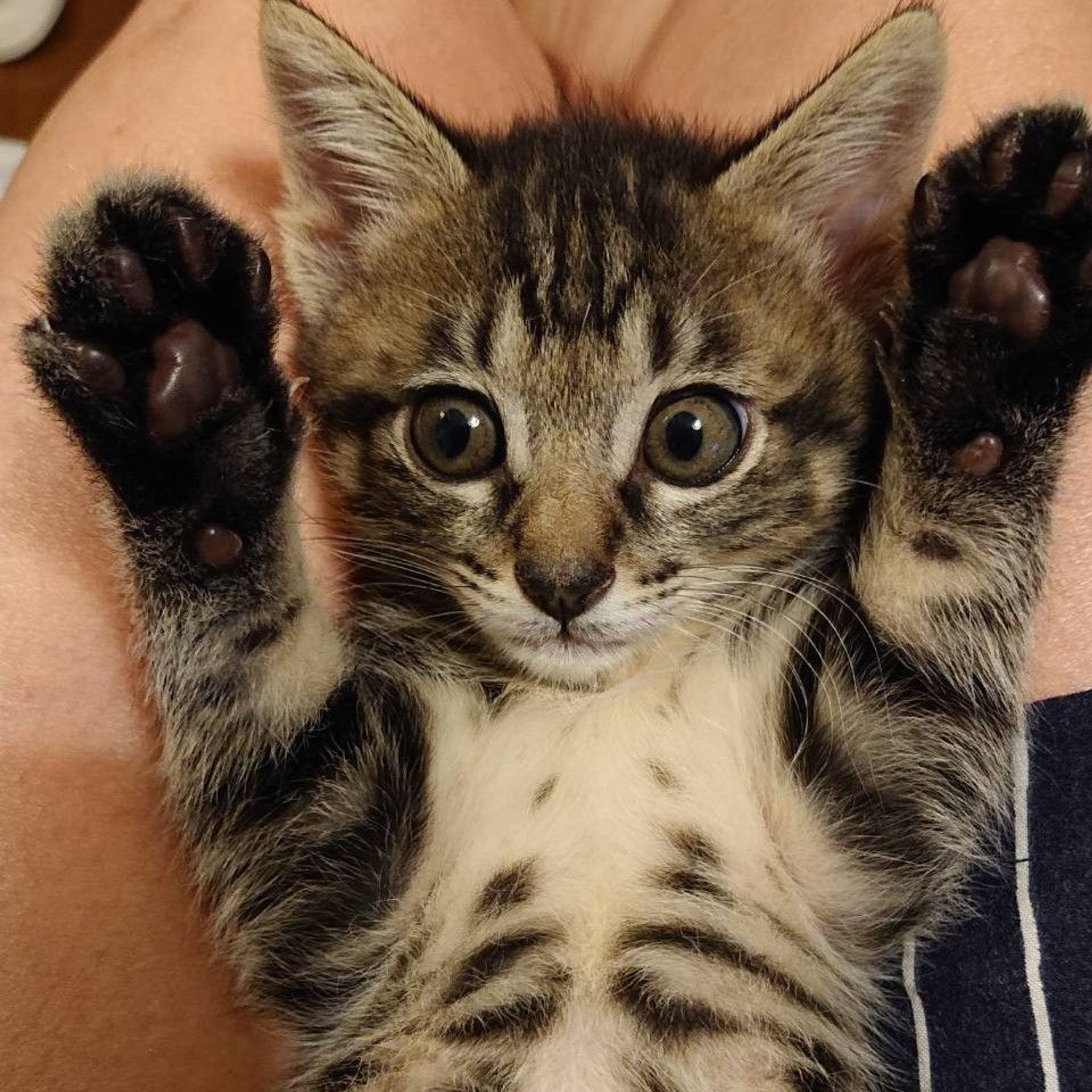 雑種（ミックス猫）・オスの里親募集の写真