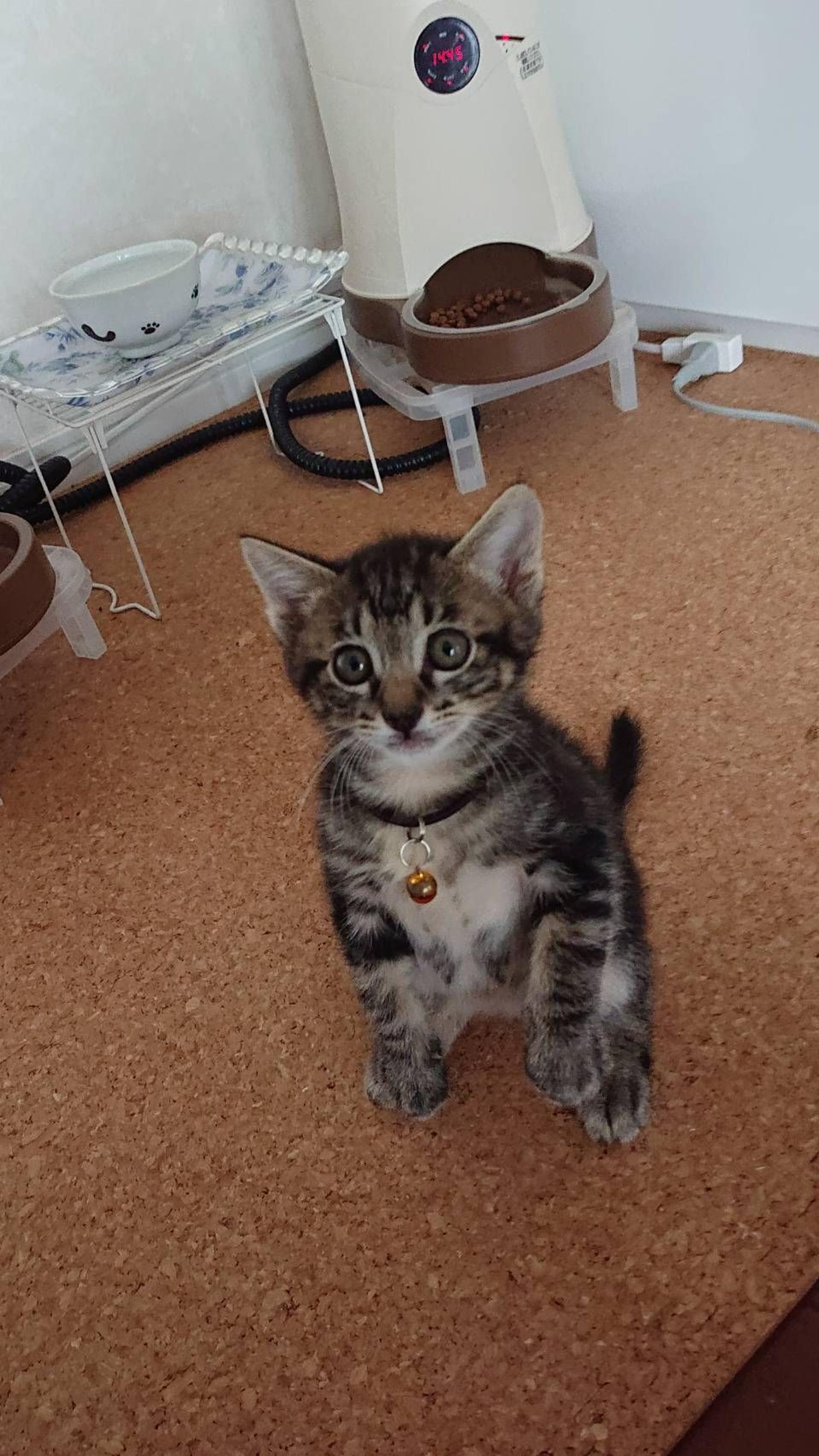 pet-image-2