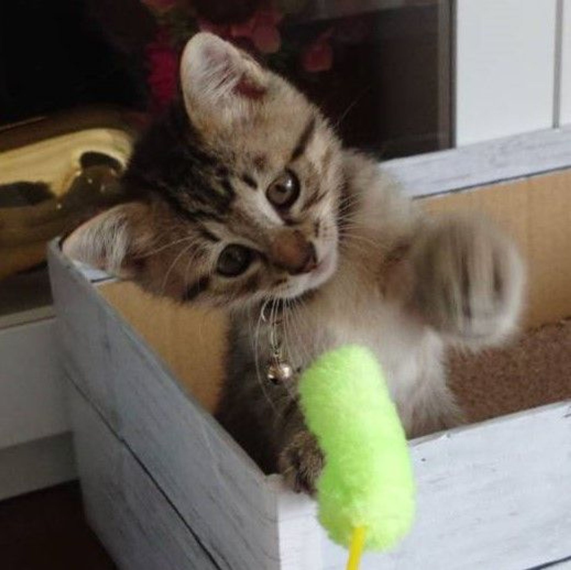 雑種（ミックス猫）・オスの里親募集の写真