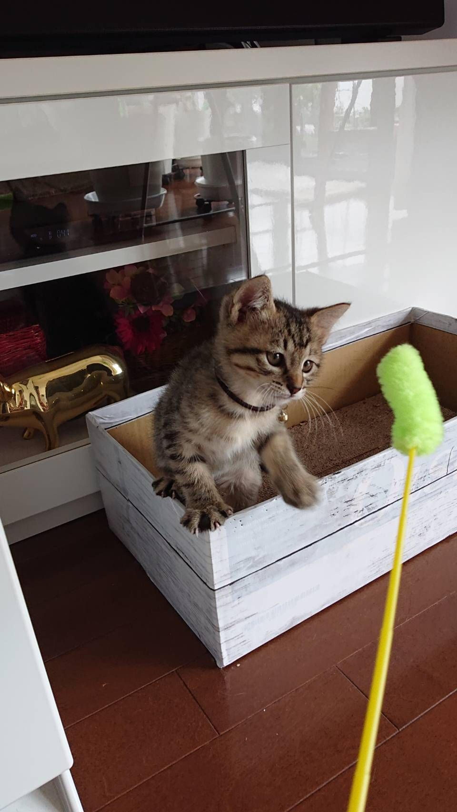 pet-image-3