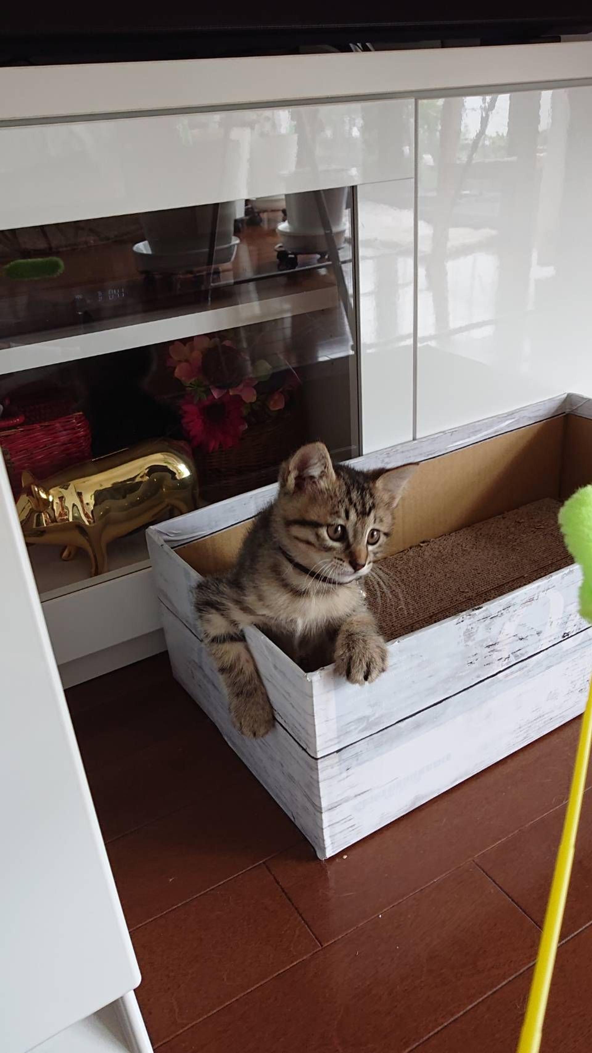 pet-image-4