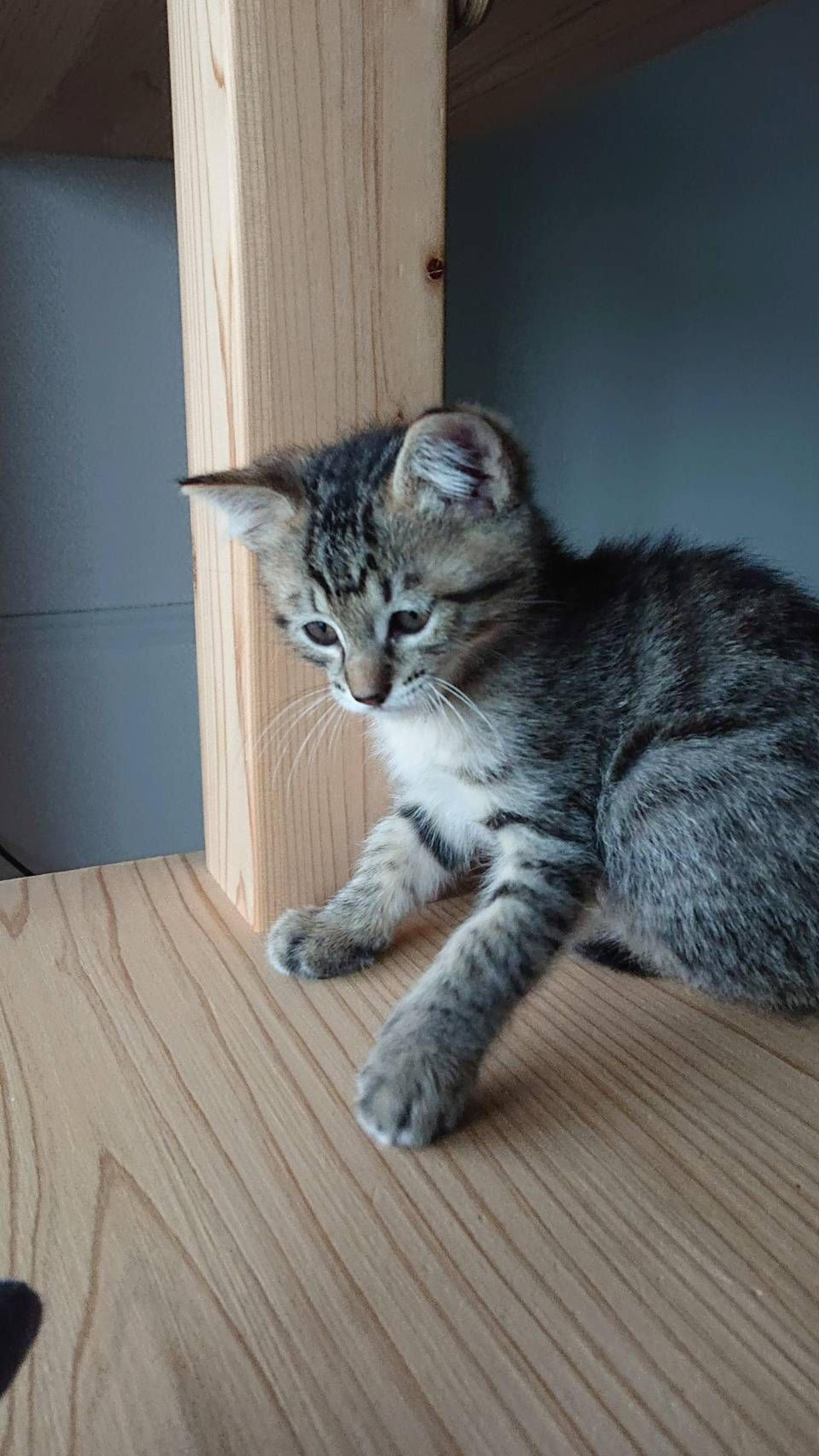 pet-image-5