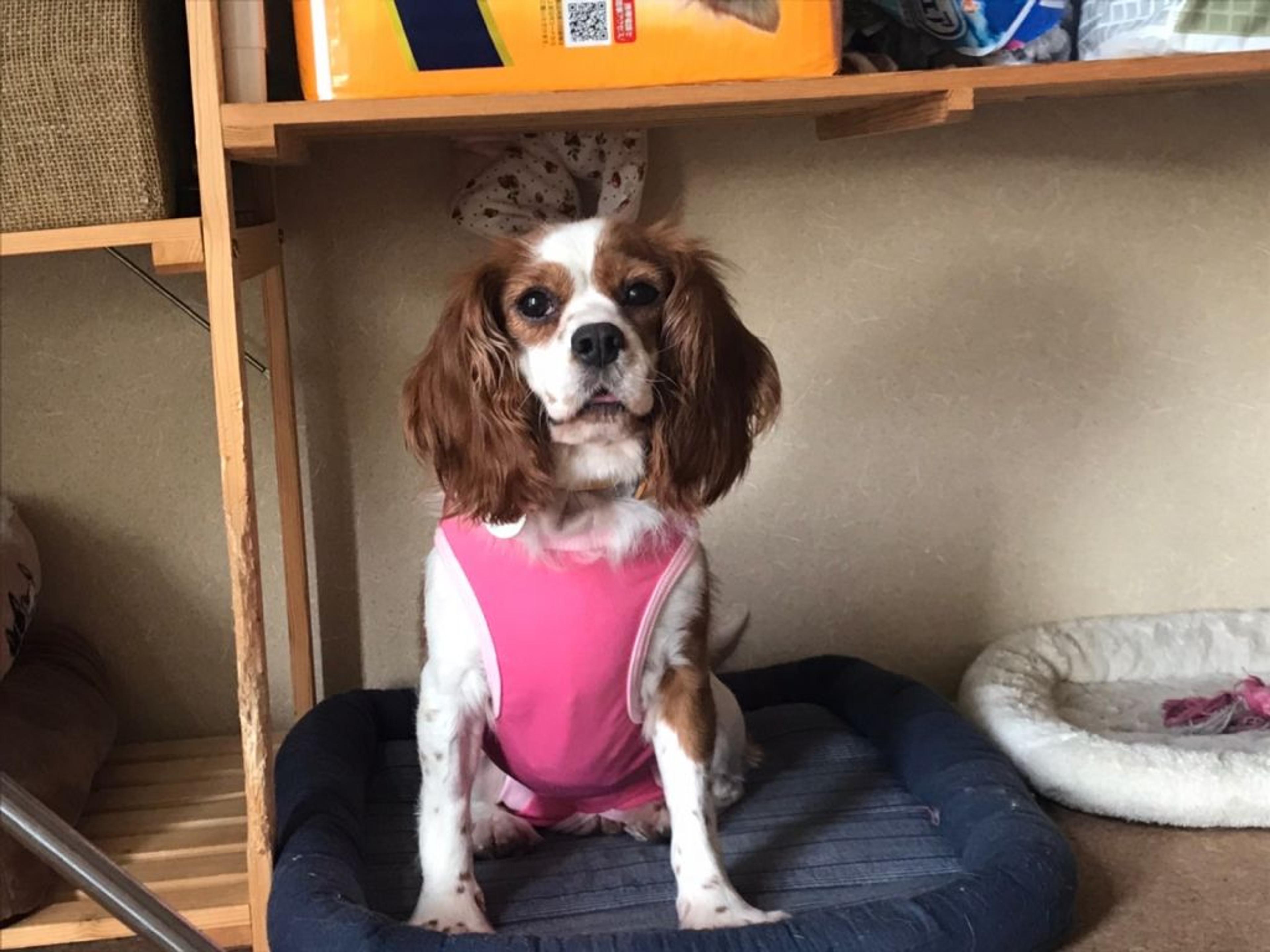 pet-image-4