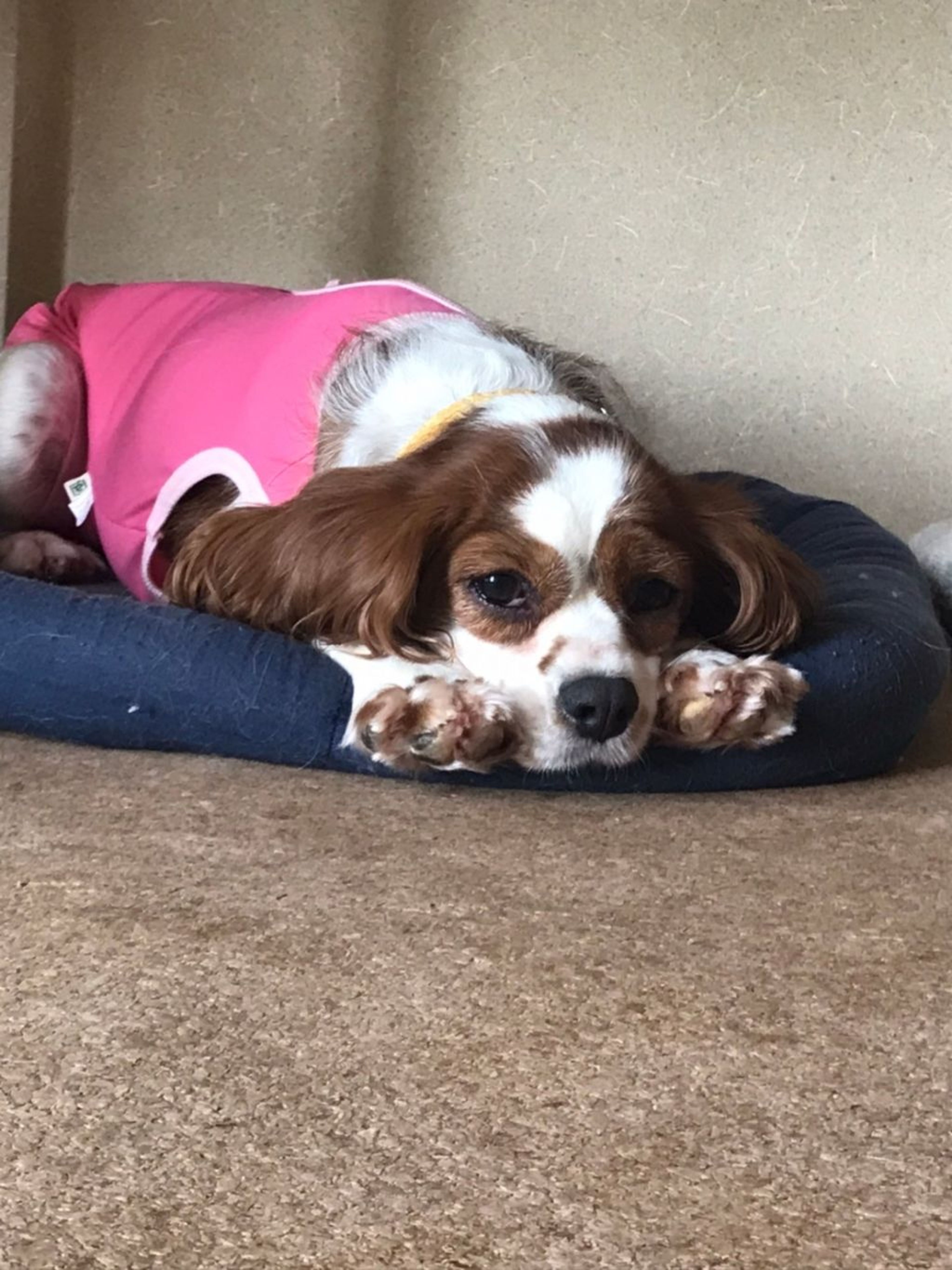 pet-image-5