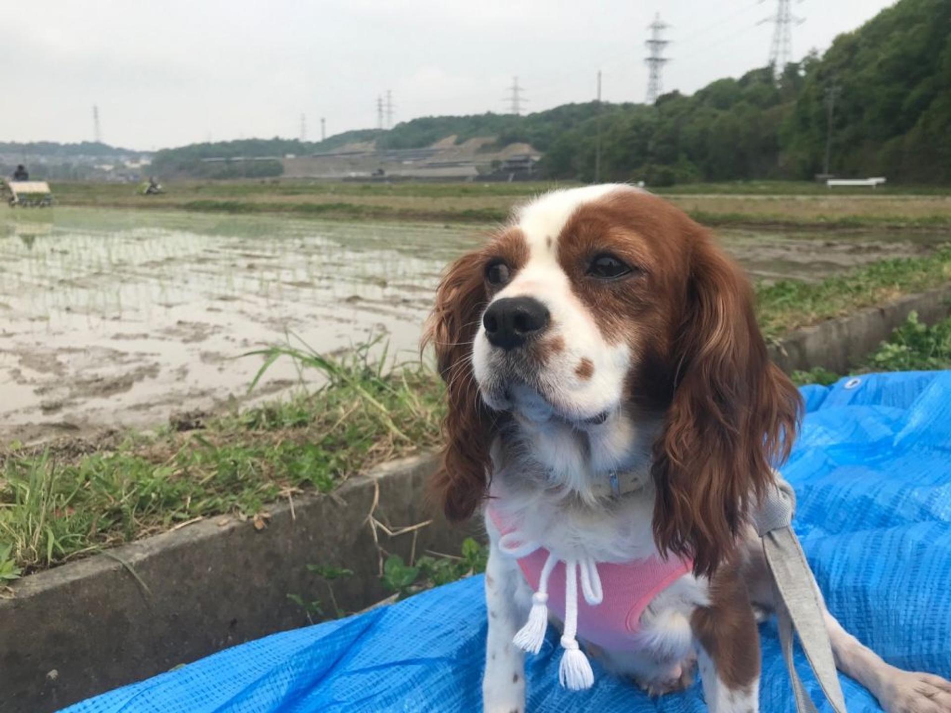 pet-image-8