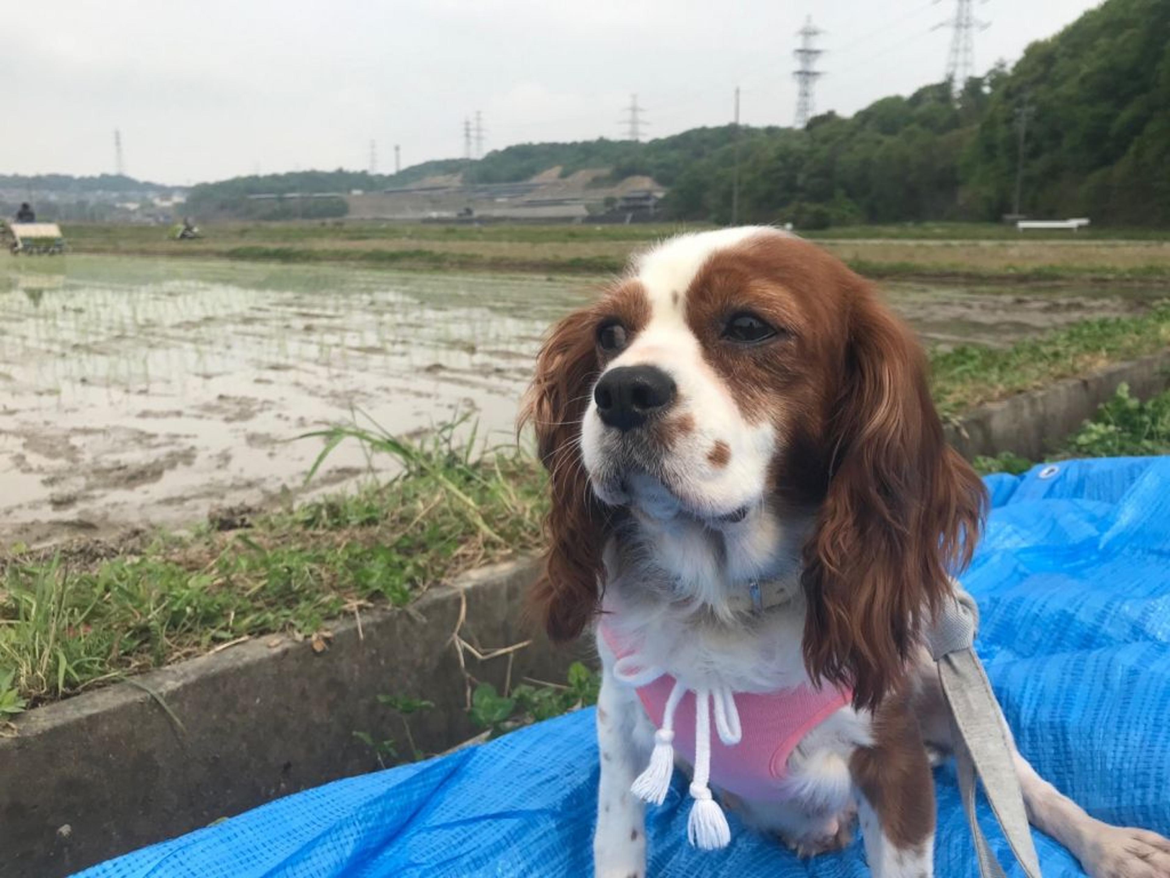pet-image-8