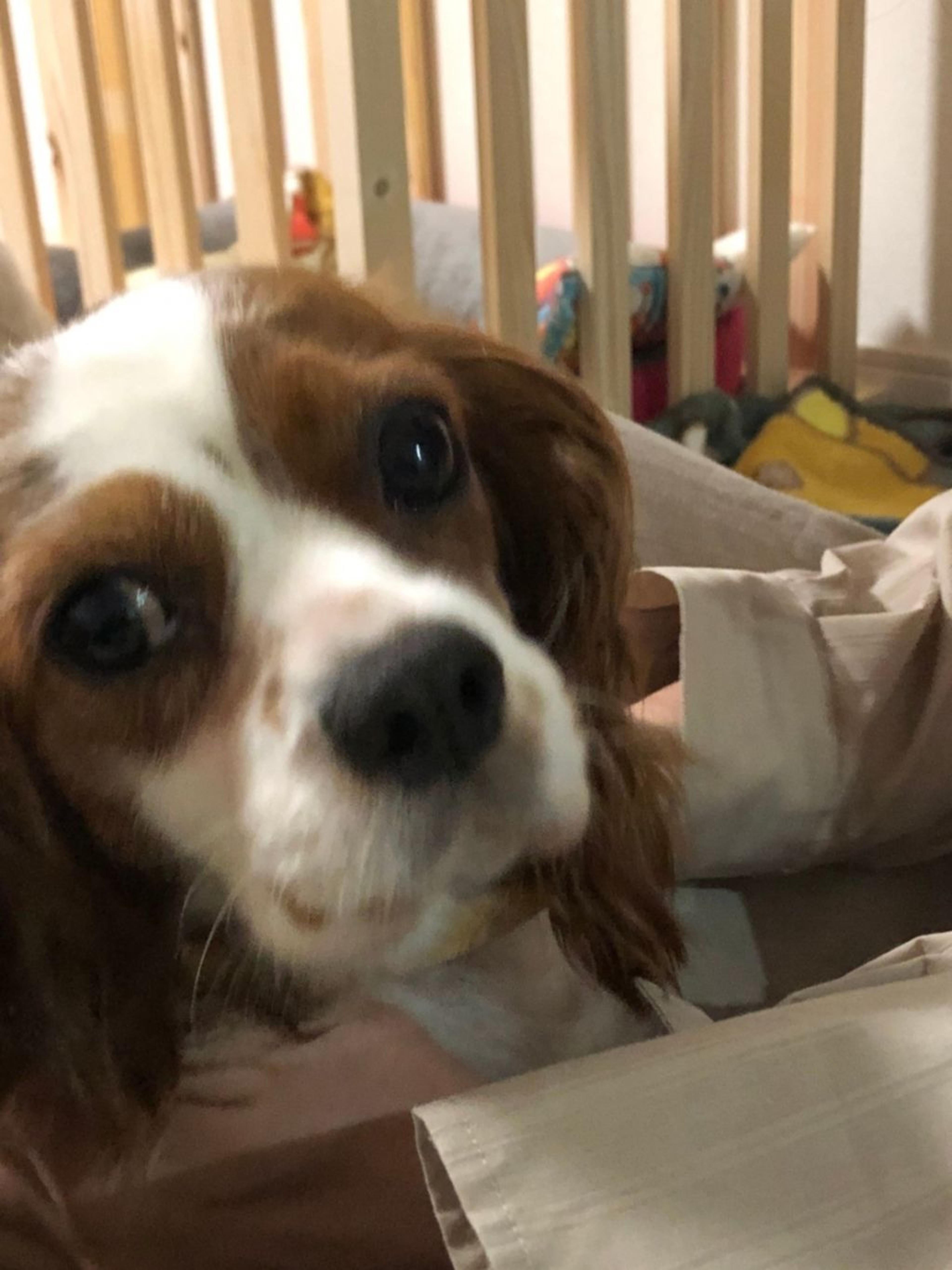 pet-image-9