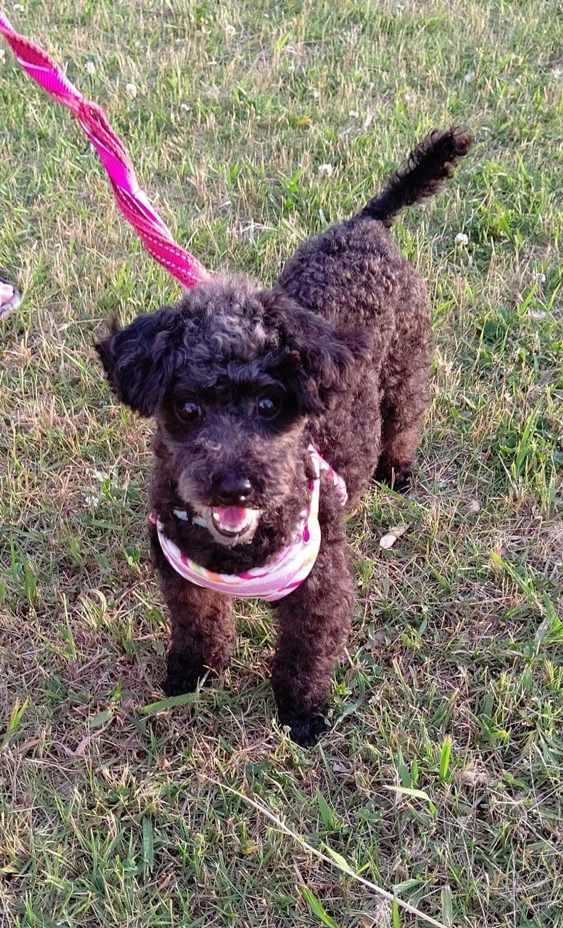 pet-image-2
