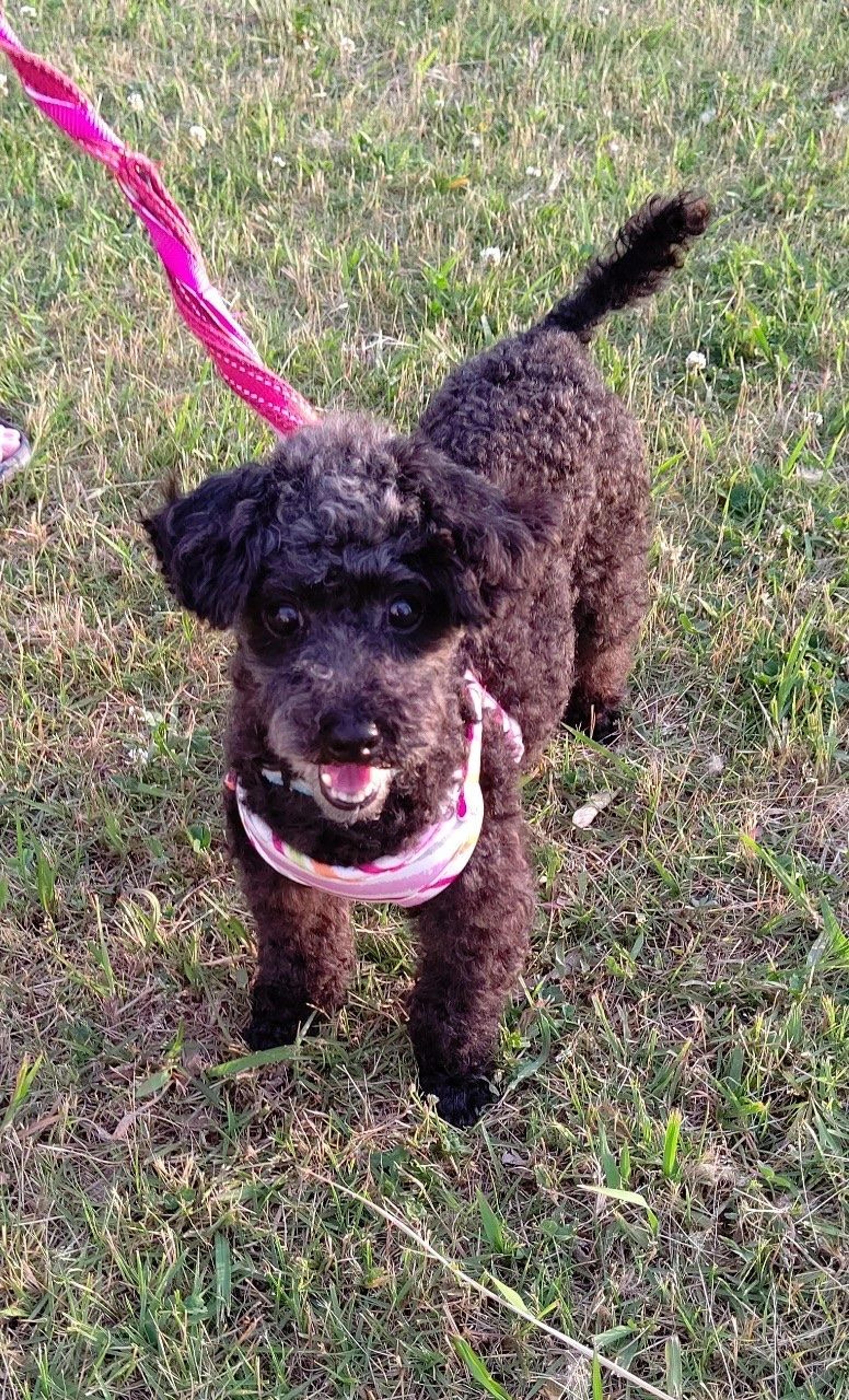 pet-image-2
