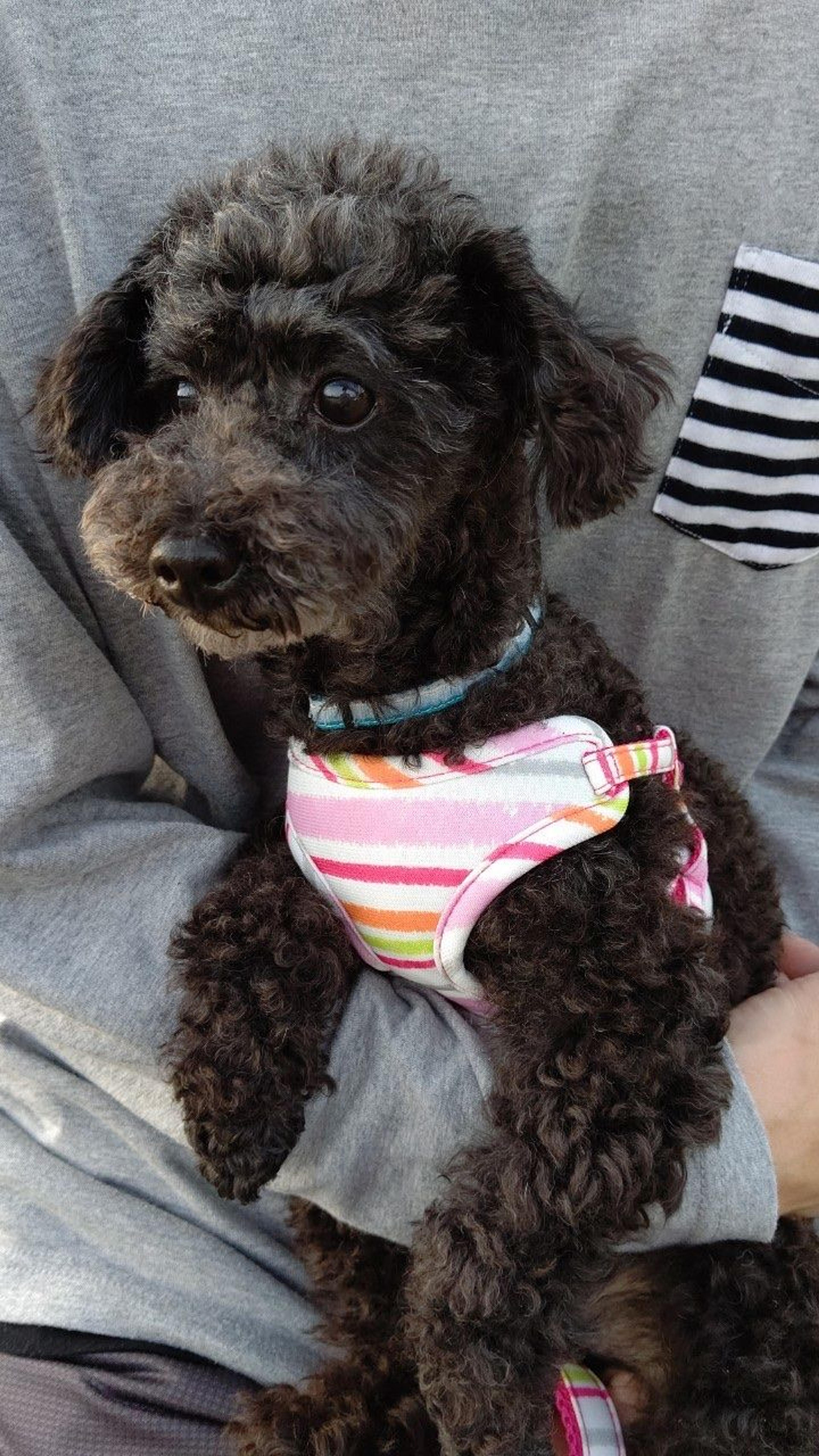 pet-image-3