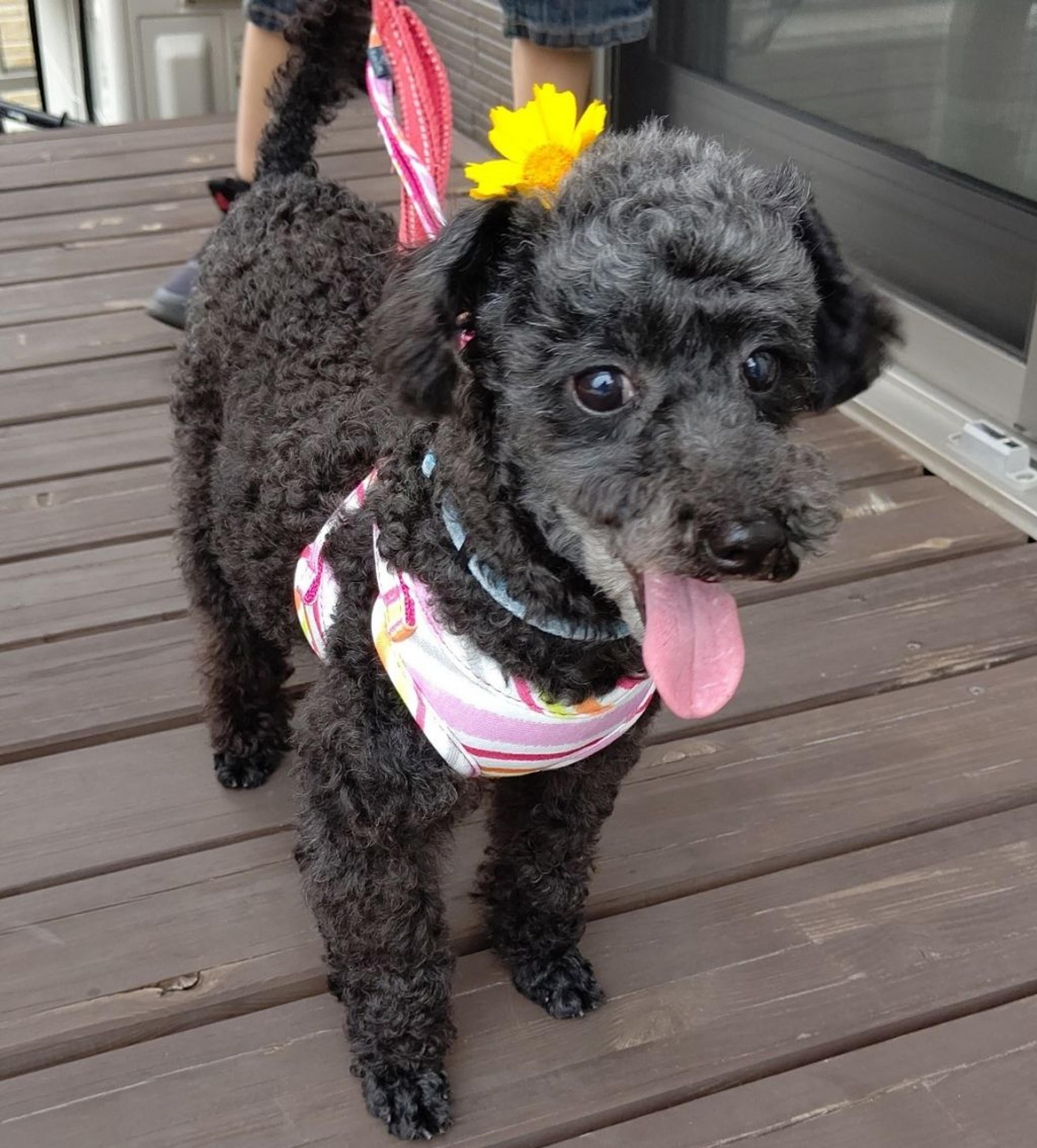 pet-image-5