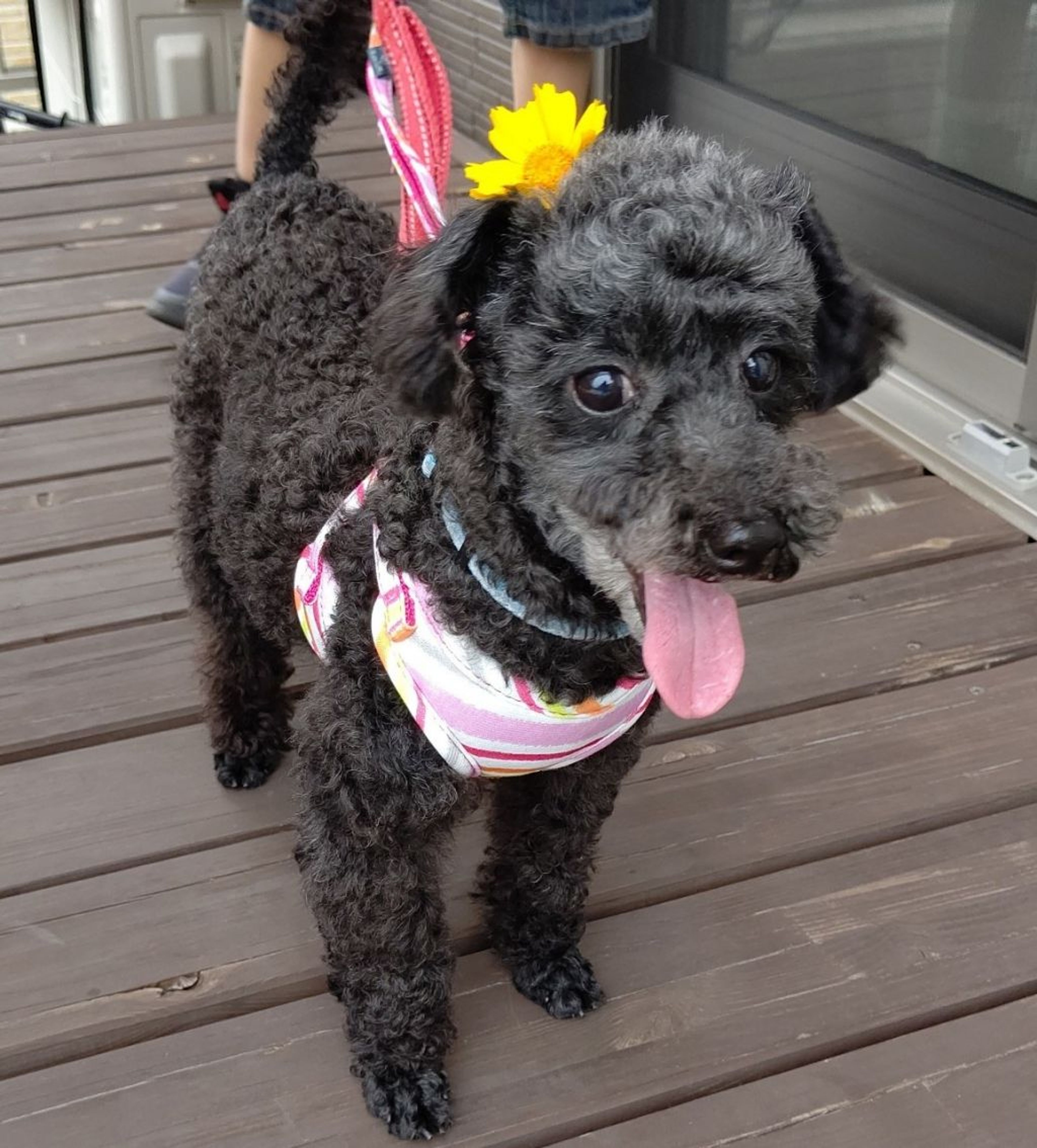pet-image-5