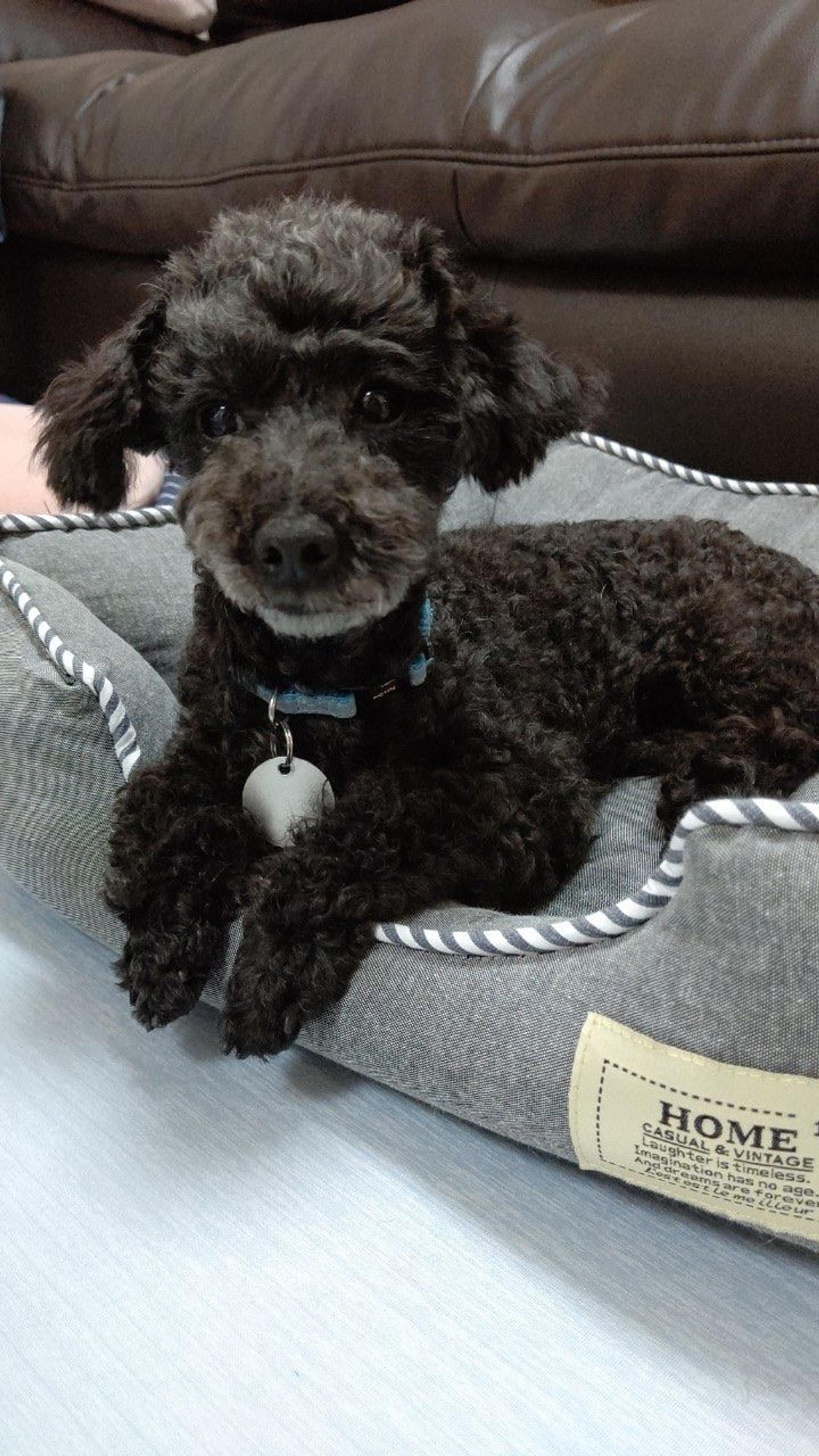 pet-image-6