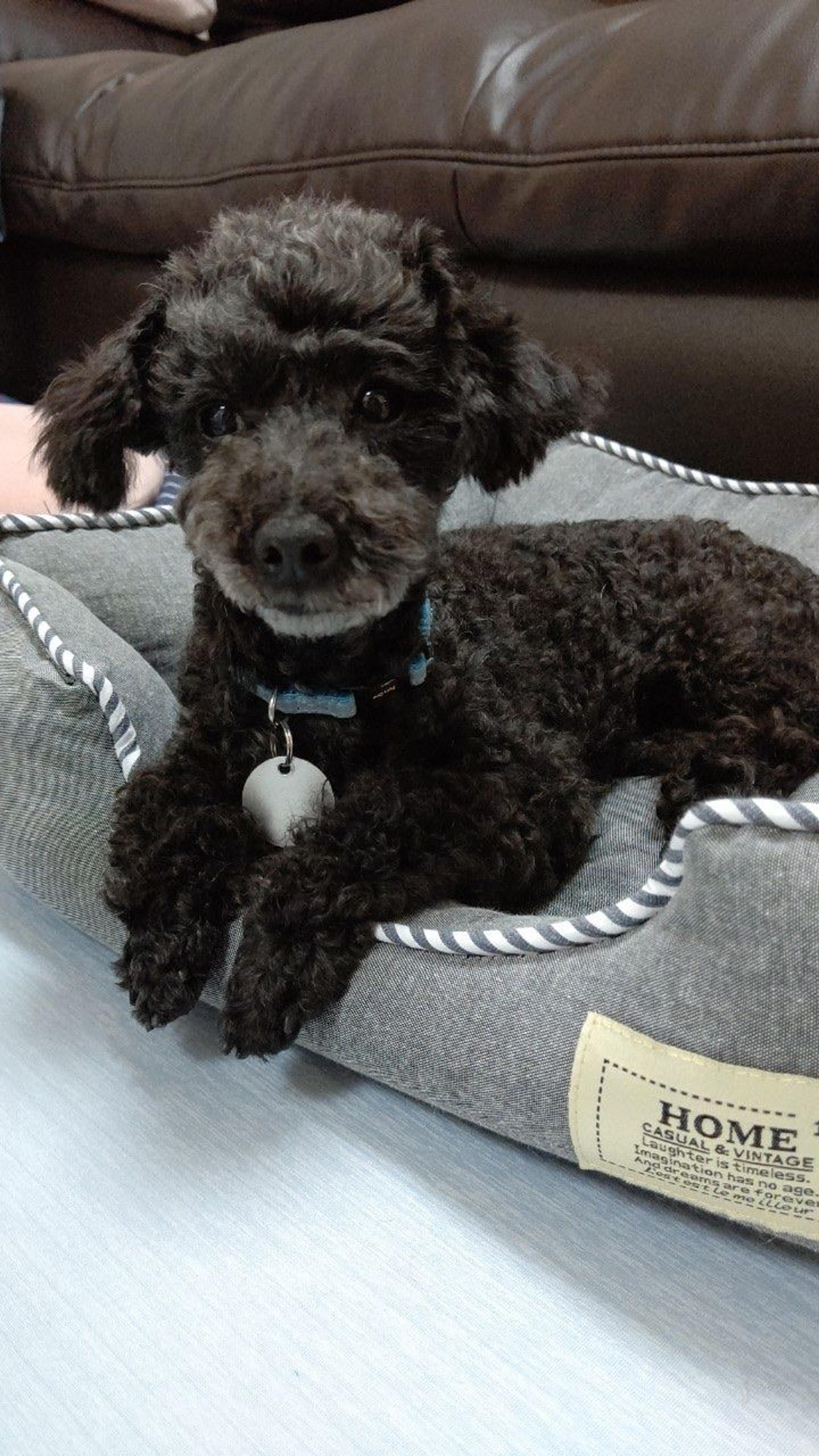 pet-image-6