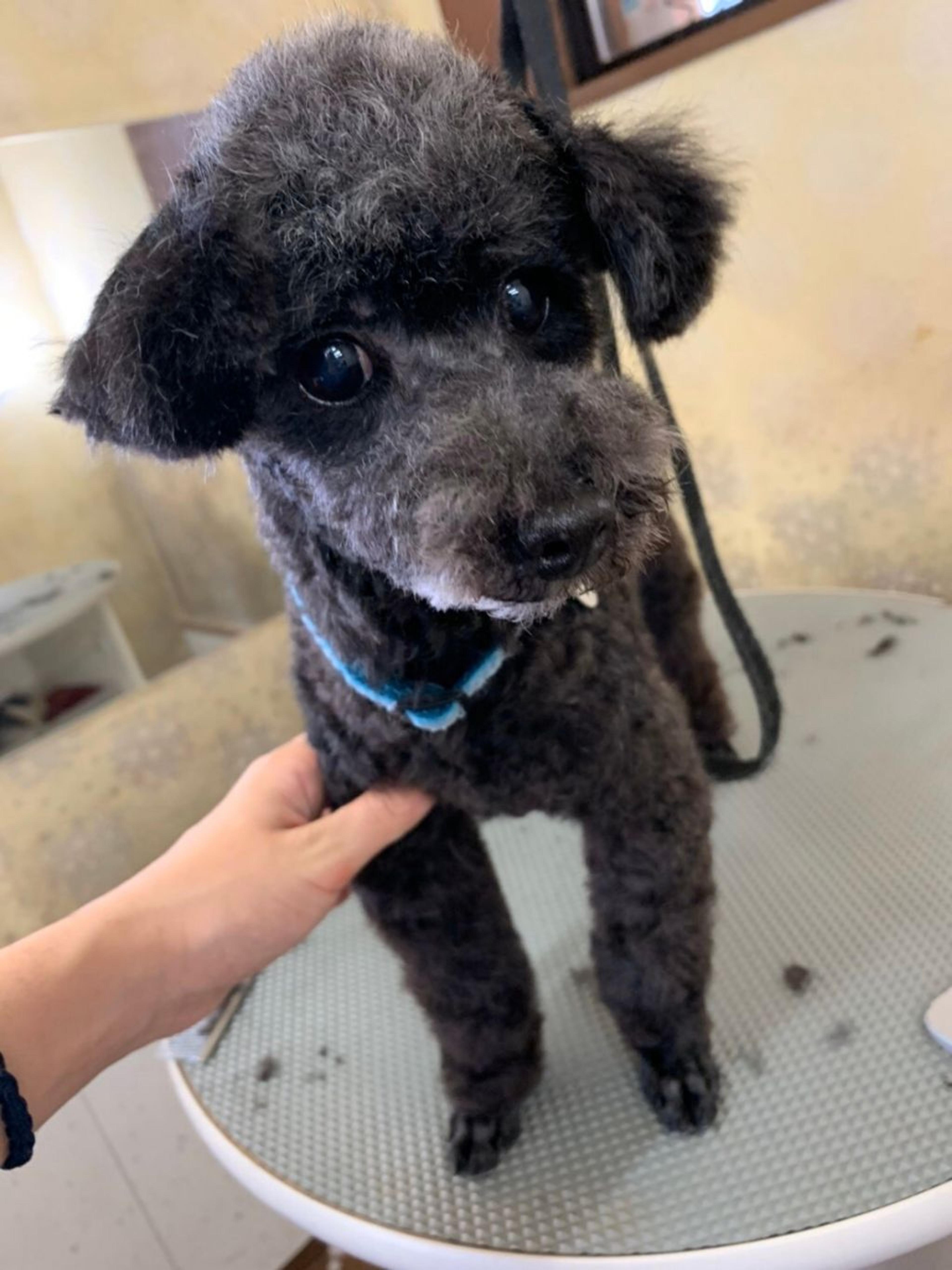 pet-image-8