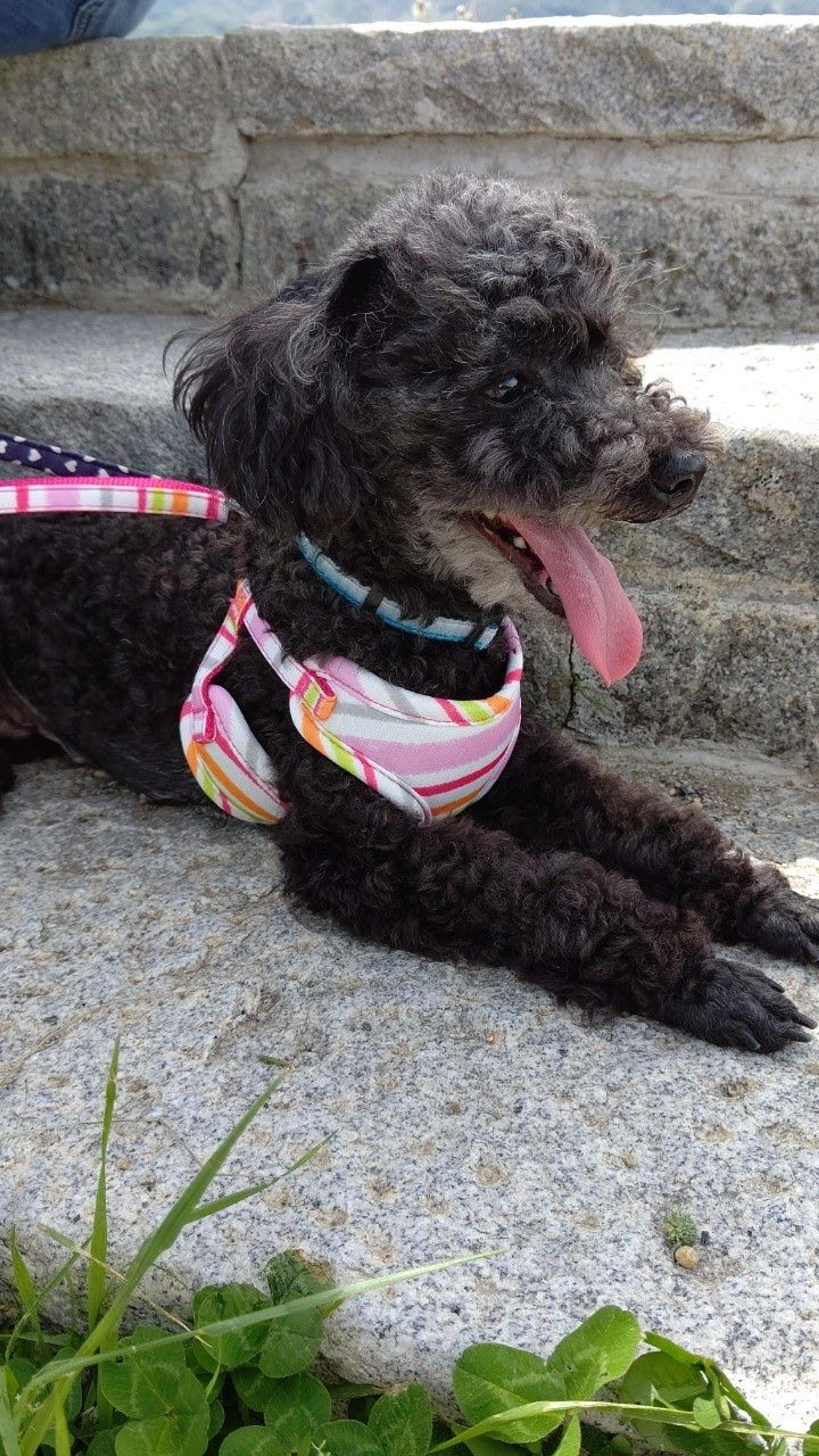 pet-image-9