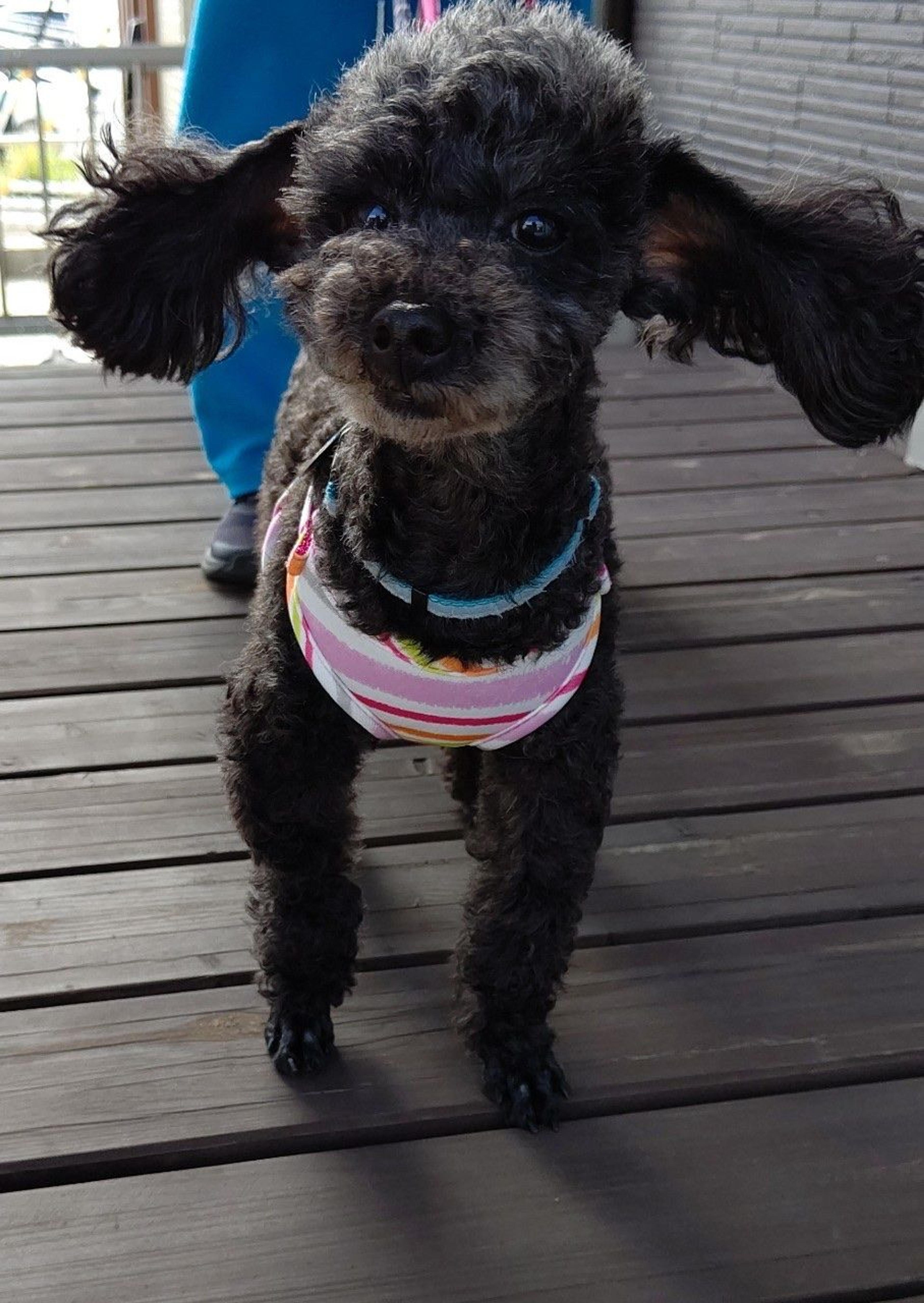 pet-image-10