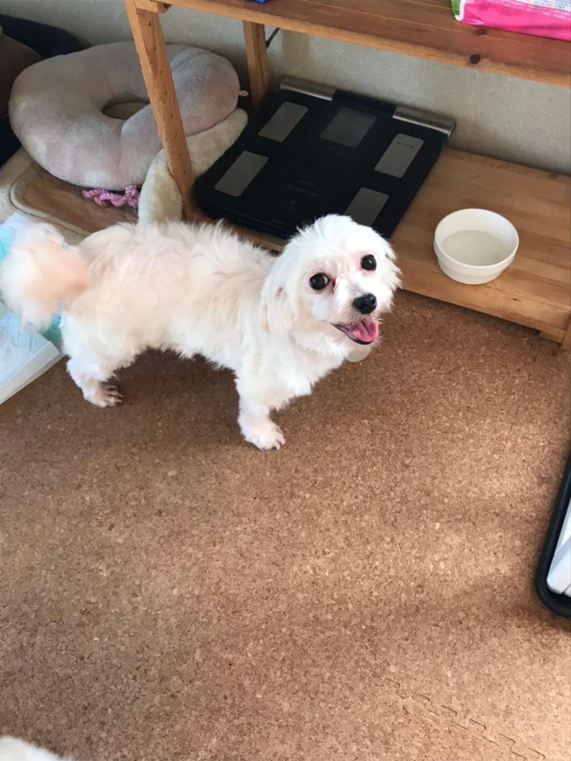 pet-image-2