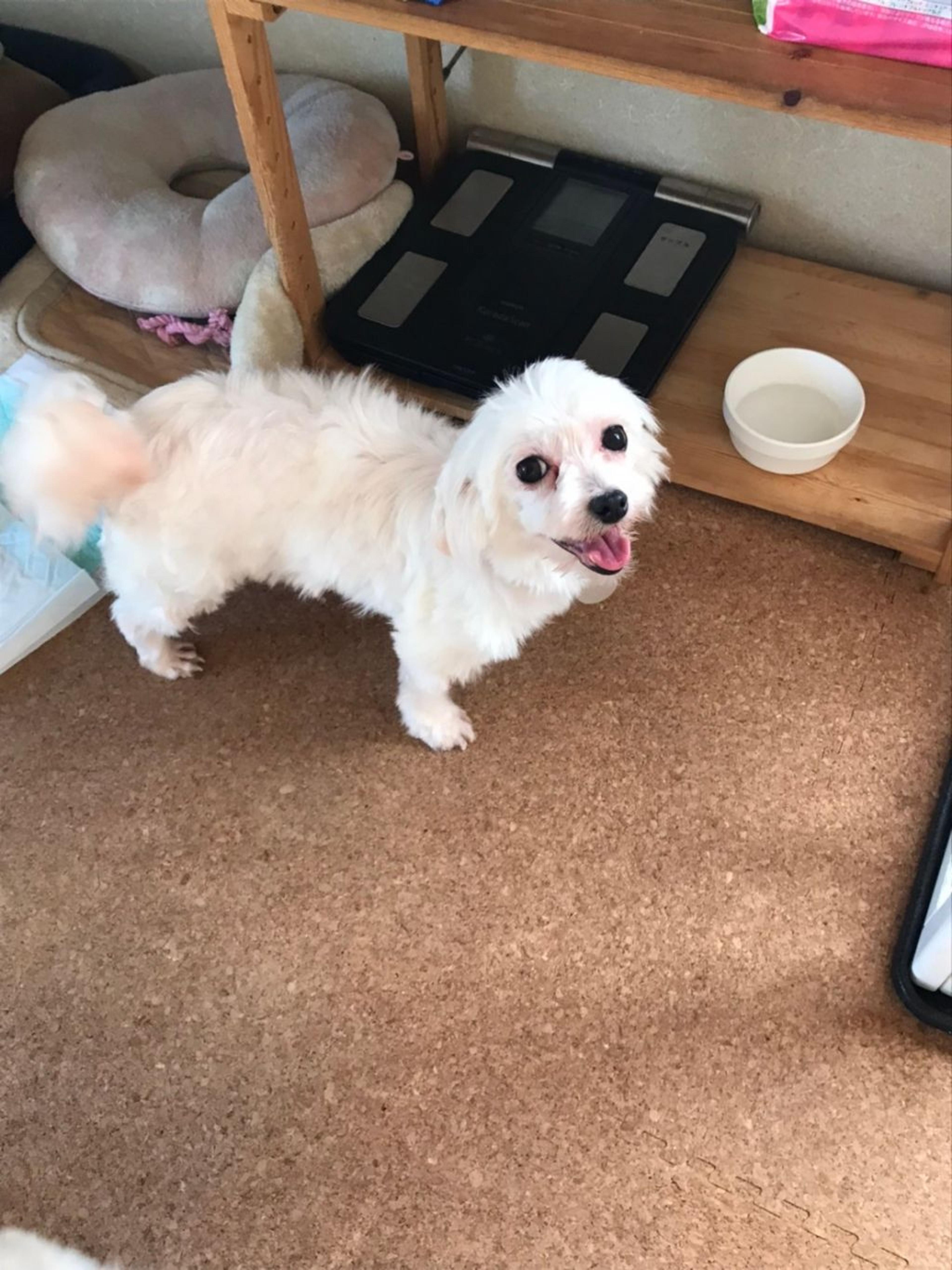 pet-image-2